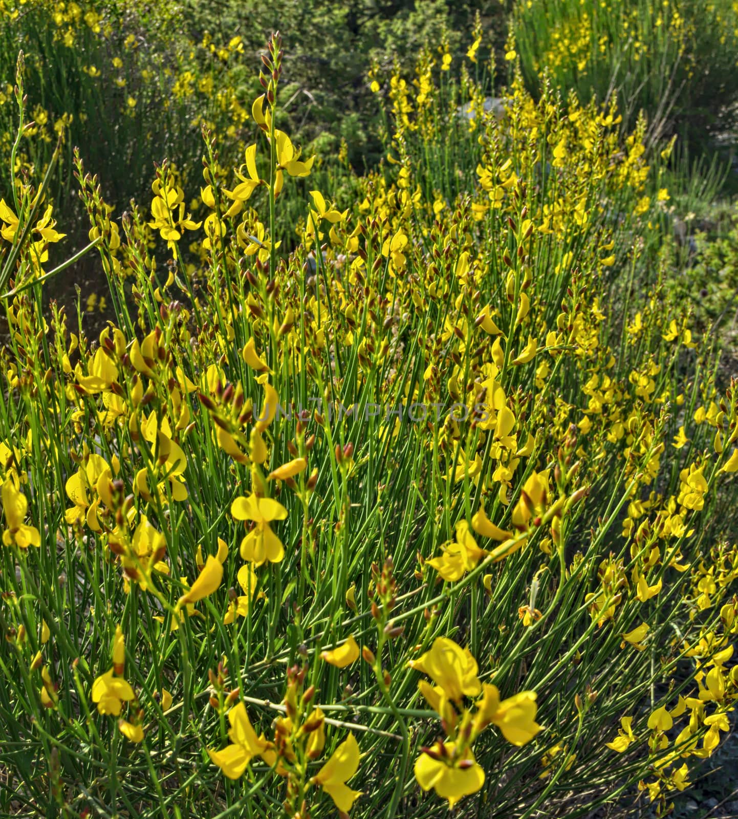 Wild plants blooming with yellow flowers at meadow by sheriffkule