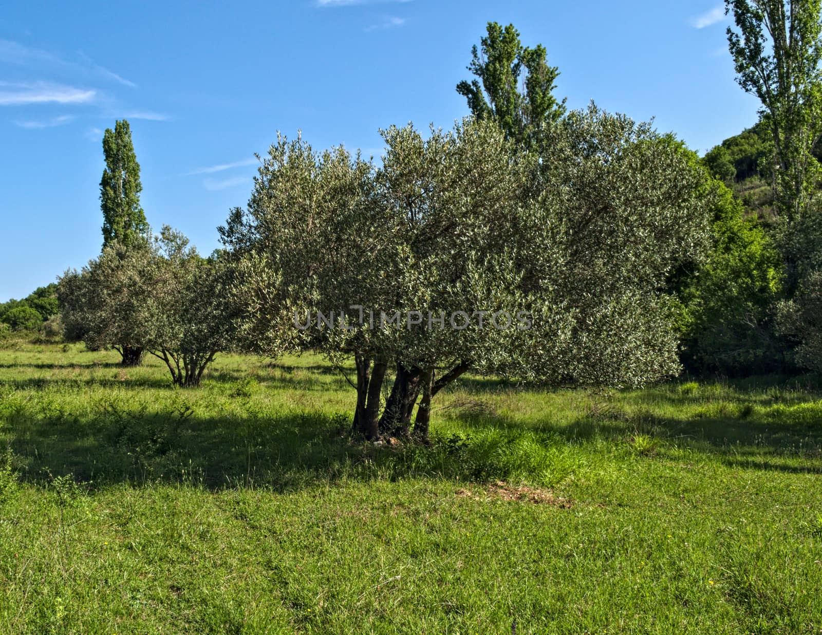 Big old olive trees at meadow, Dalmatia by sheriffkule