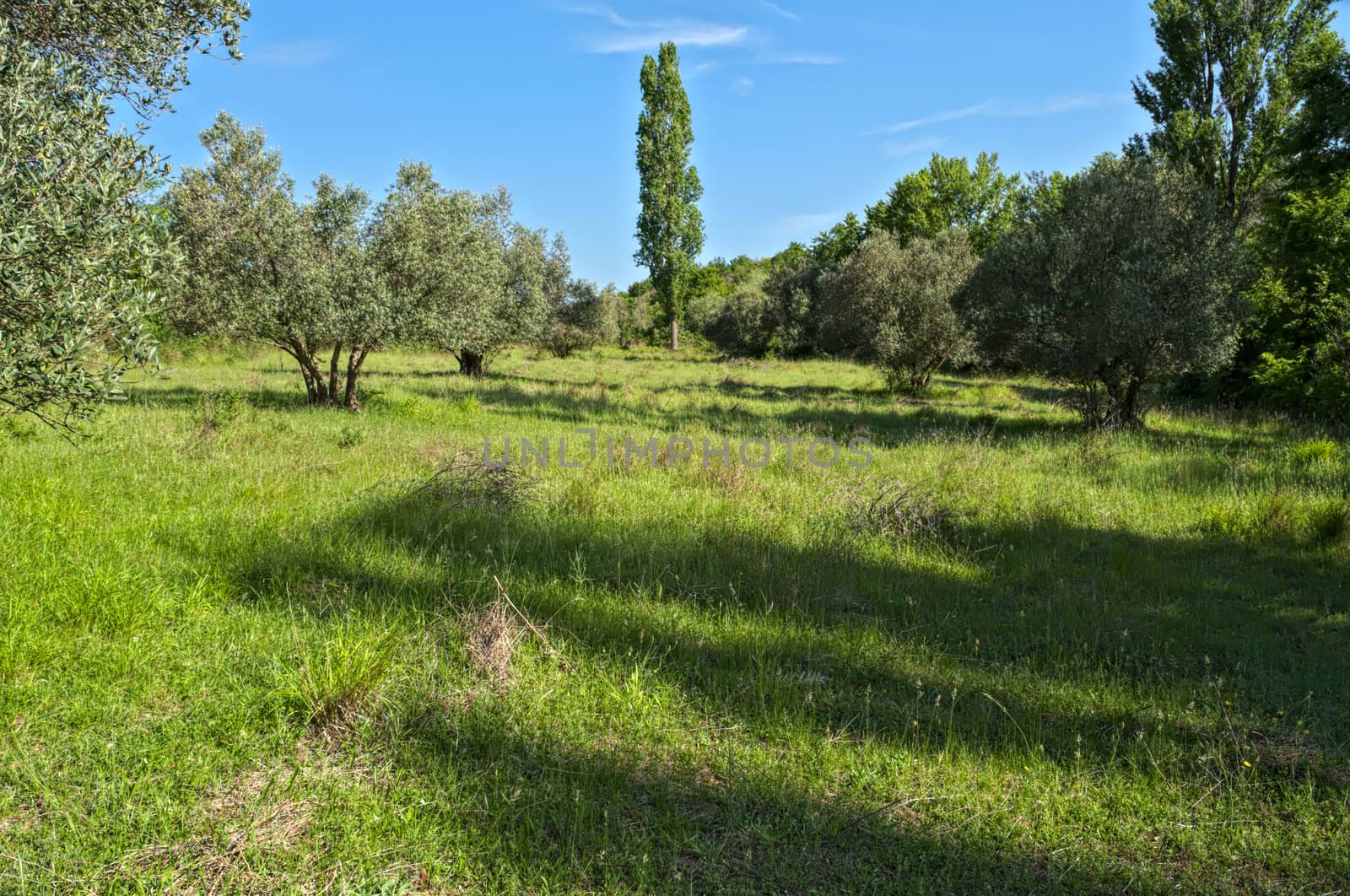 Quiet meadow with olive trees, between hills, Dalmatia by sheriffkule