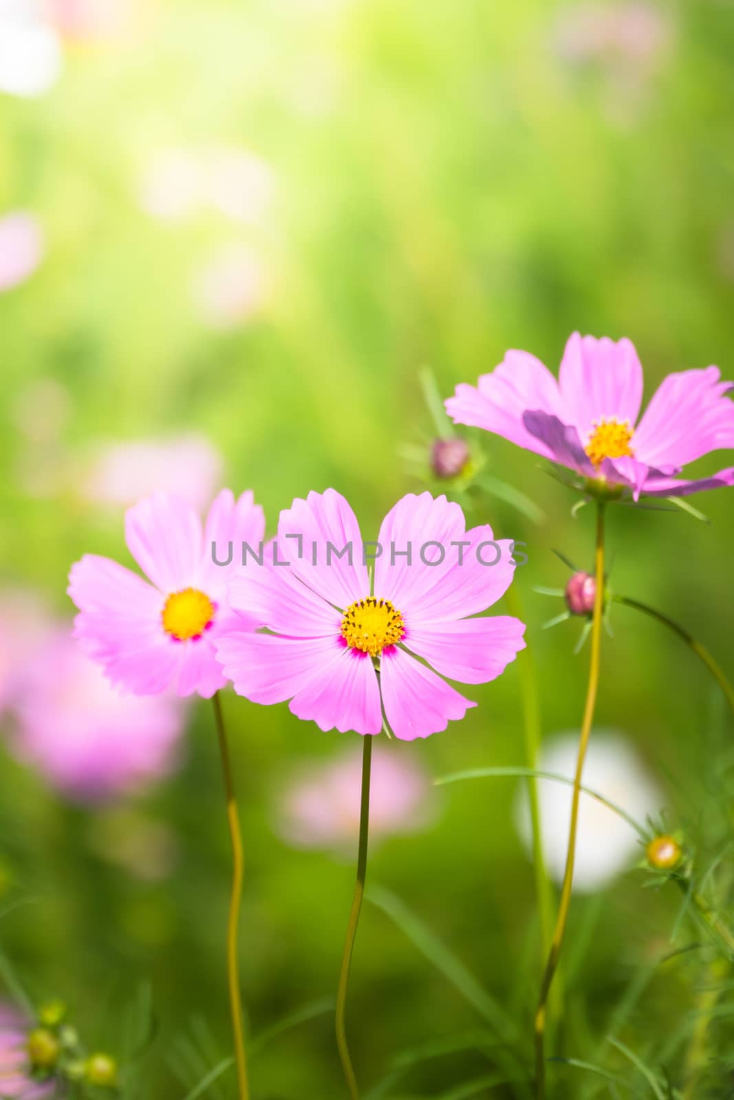 The background image of the colorful flowers, background nature