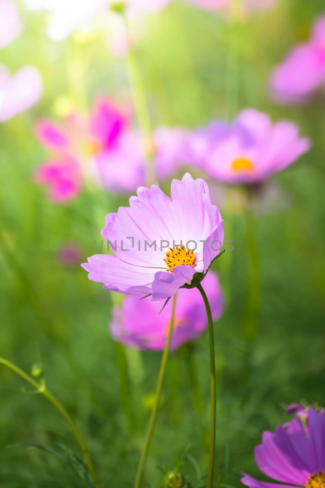 The background image of the colorful flowers, background nature