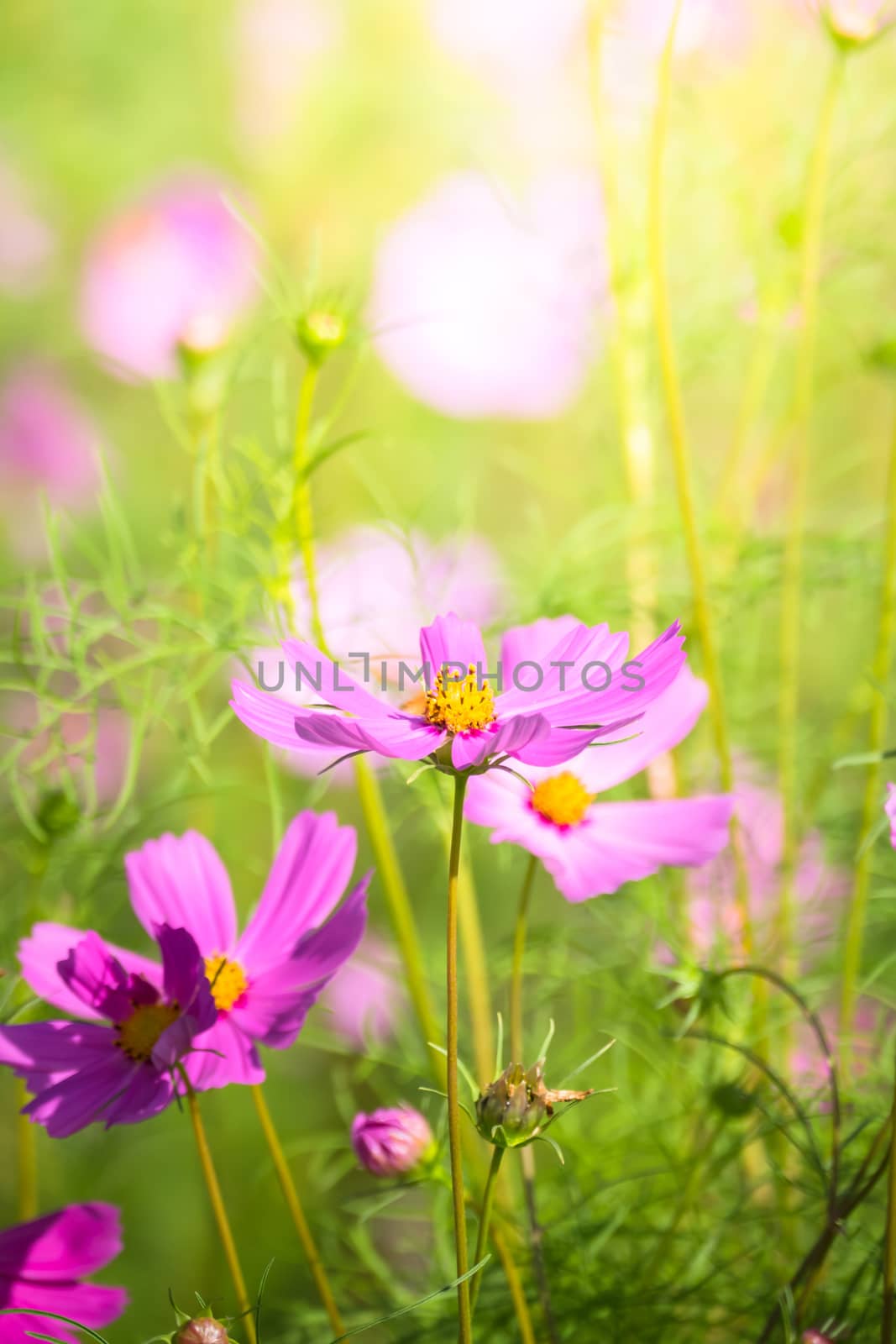 The background image of the colorful flowers, background nature