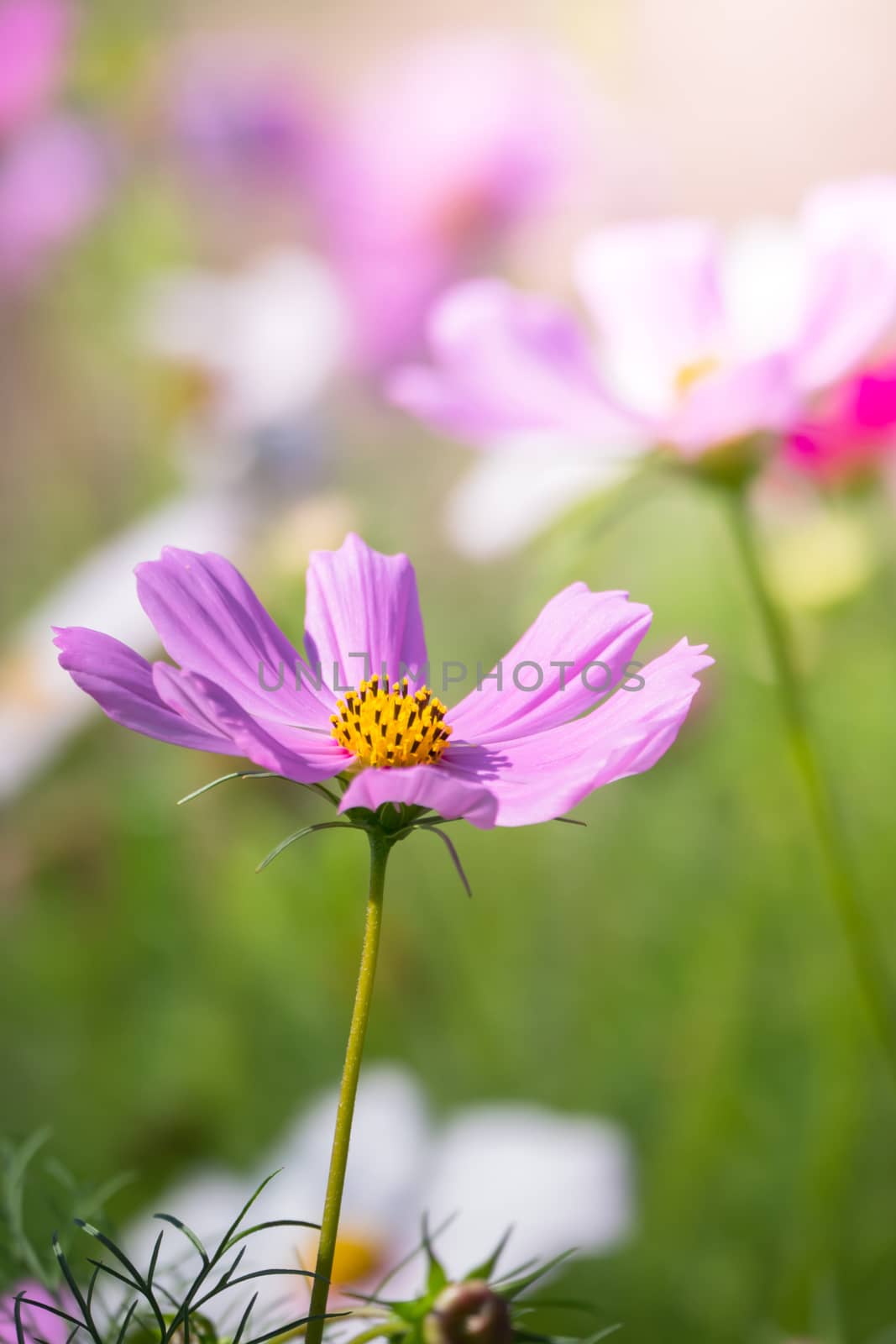 The background image of the colorful flowers, background nature