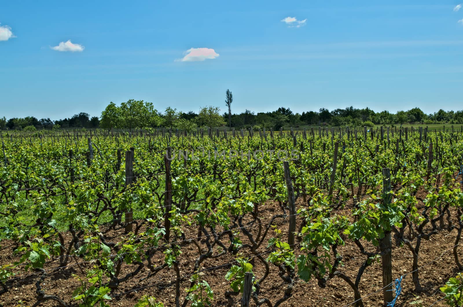 View at vineyard in Dalmatia on spring sun