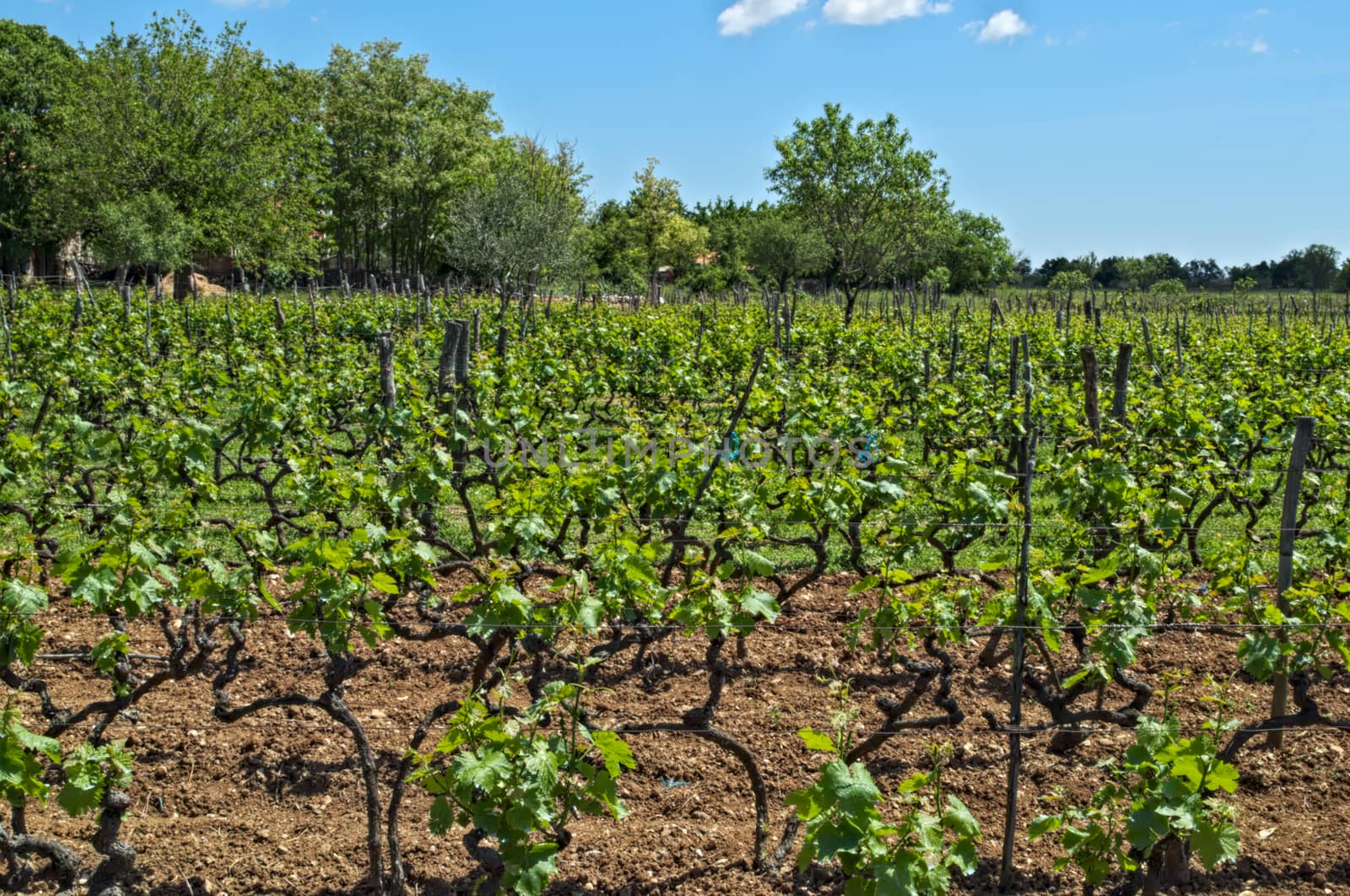 View at vineyard in Dalmatia on spring sun