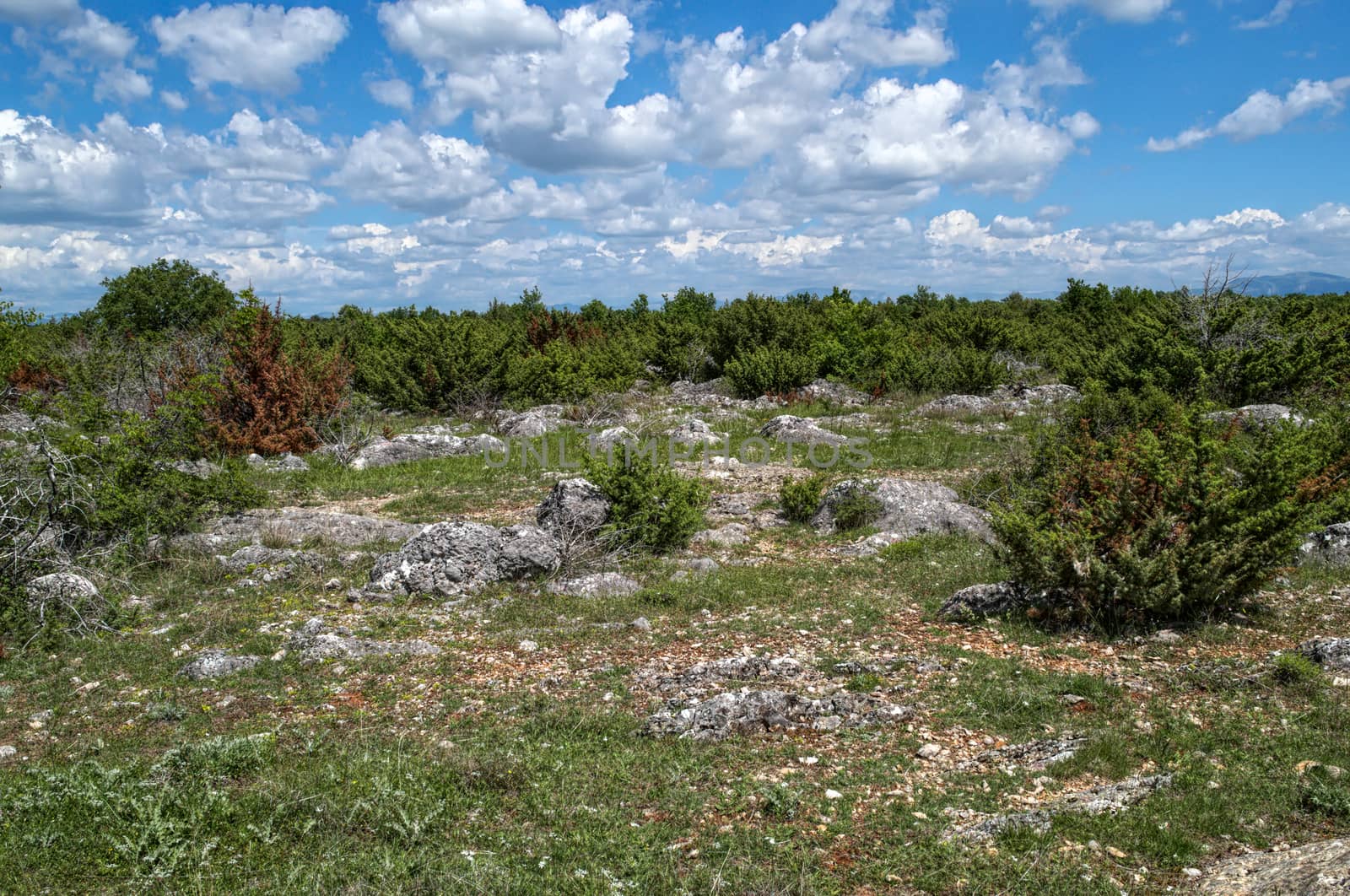 Dalmatian dry rocky landscape at spring time by sheriffkule