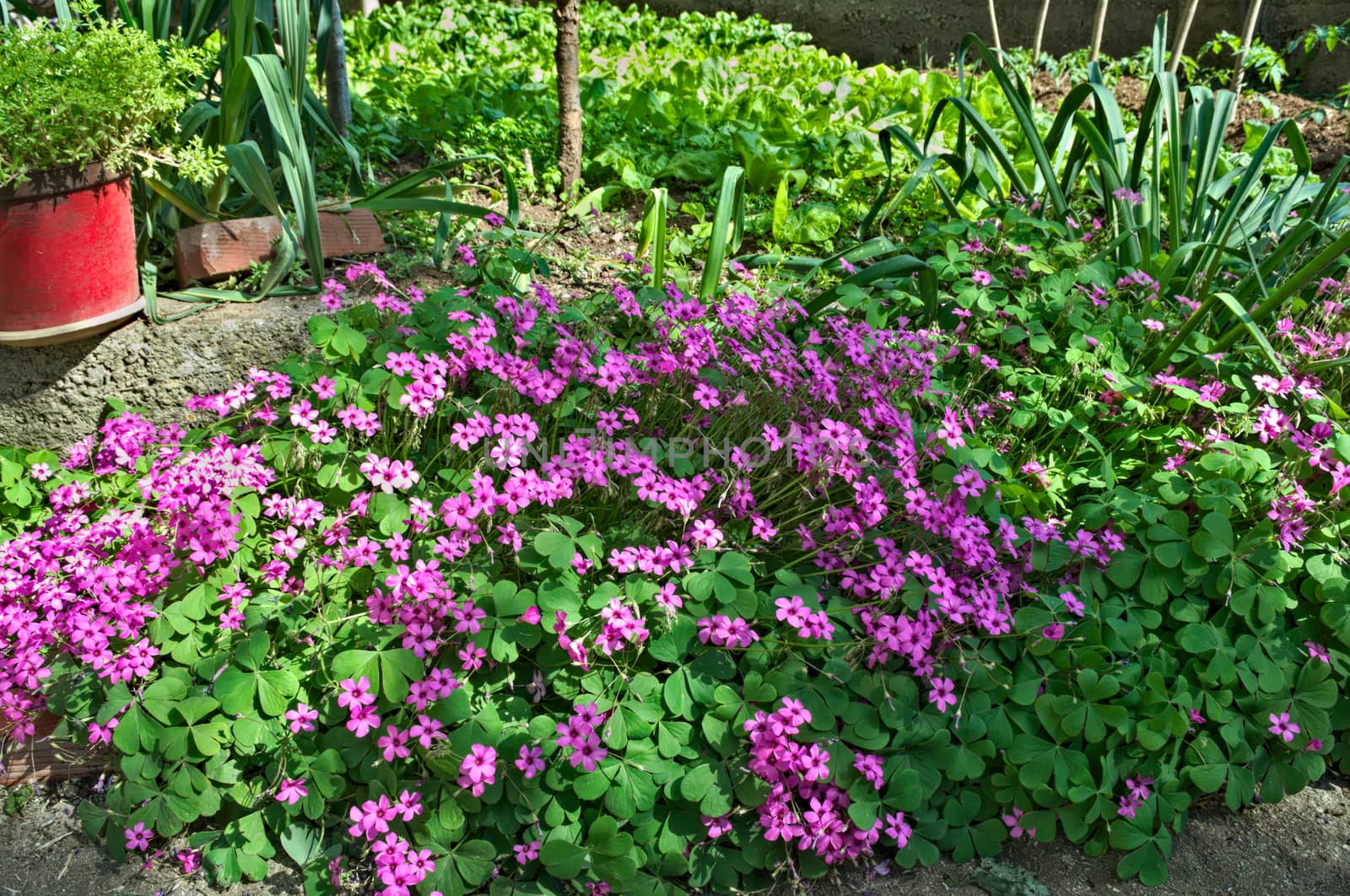 Small purple flowers in garden on spring sun by sheriffkule