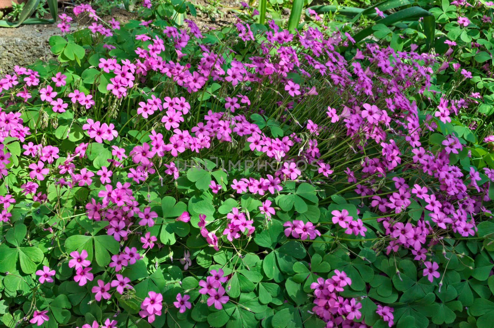 Small purple flowers in garden on spring sun by sheriffkule