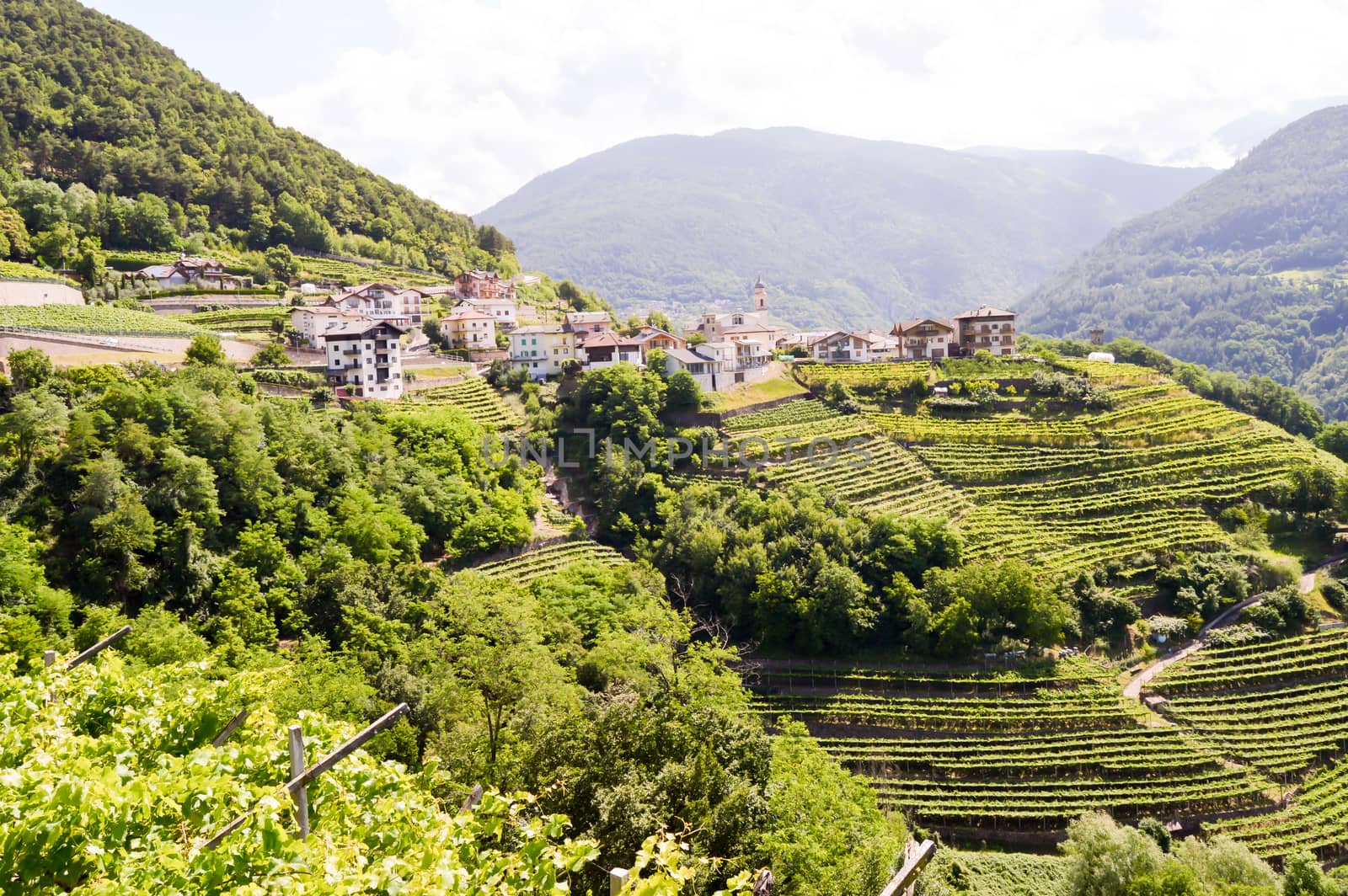 View of a village and vineyards in South Tyrol on South Tyrol in Italy
