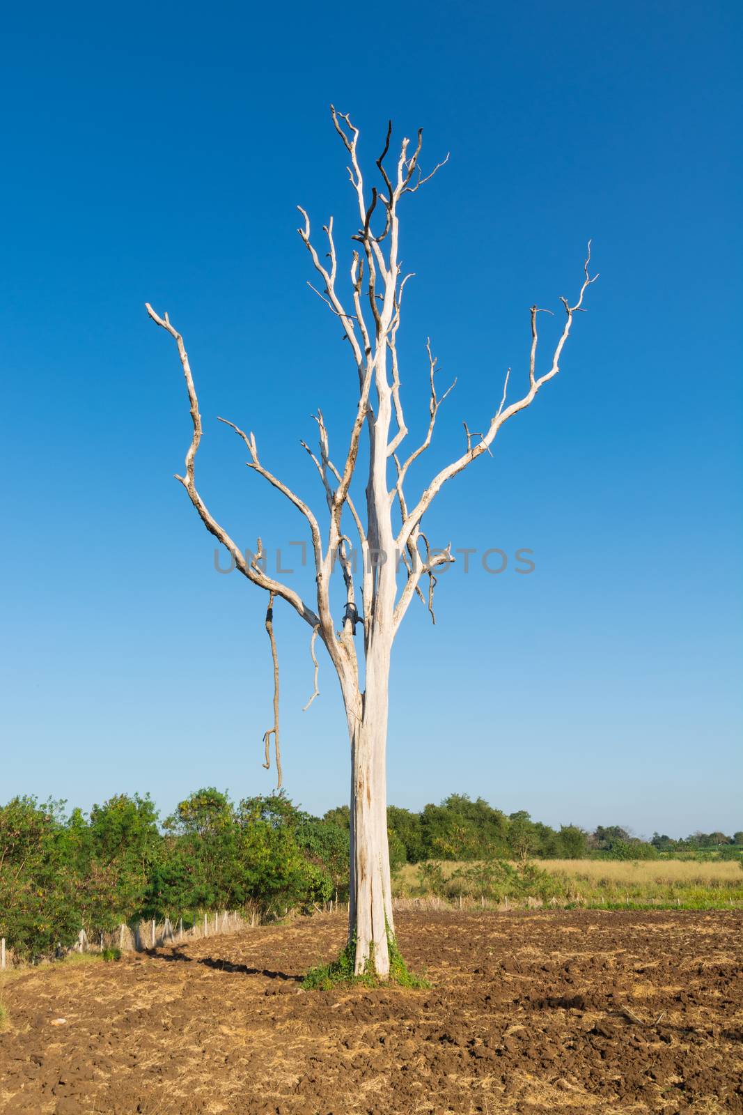 White Trunk Leafless Dead tree in Field of Sunshine Sunny Day with Summer blue Sky Background as Ecology or Environment Conserving Concept