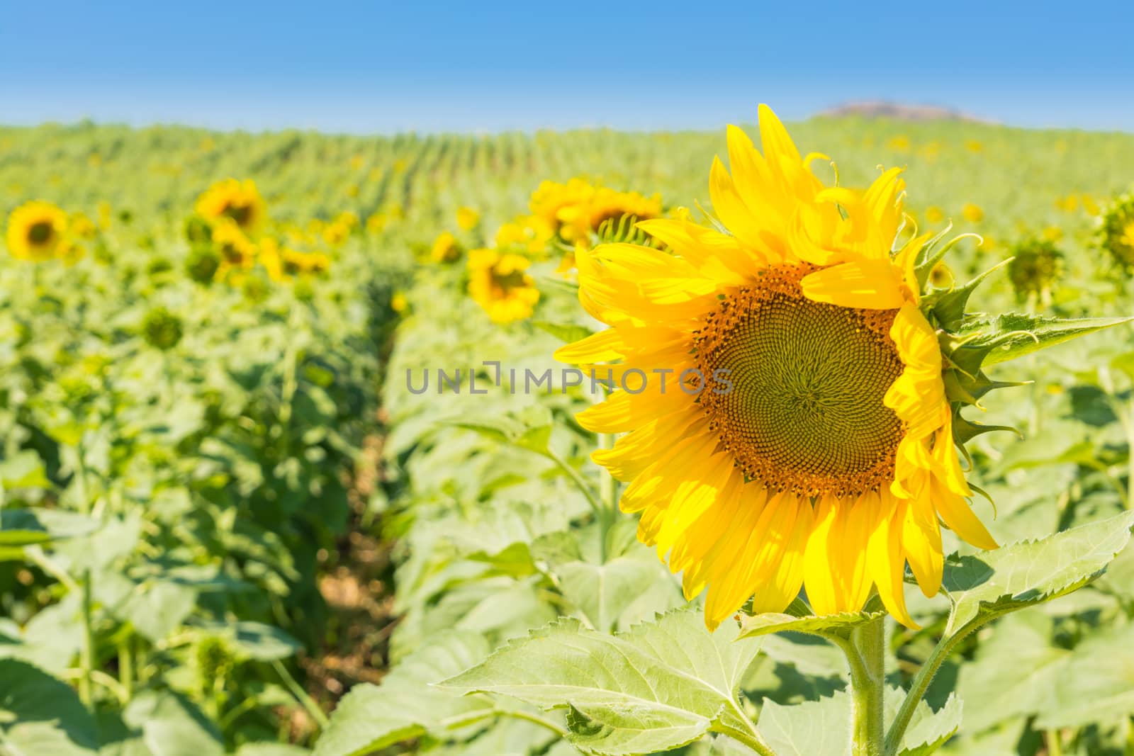 Yellow Sunflower in field Meadow Plant under Summer blue sky Sunny day