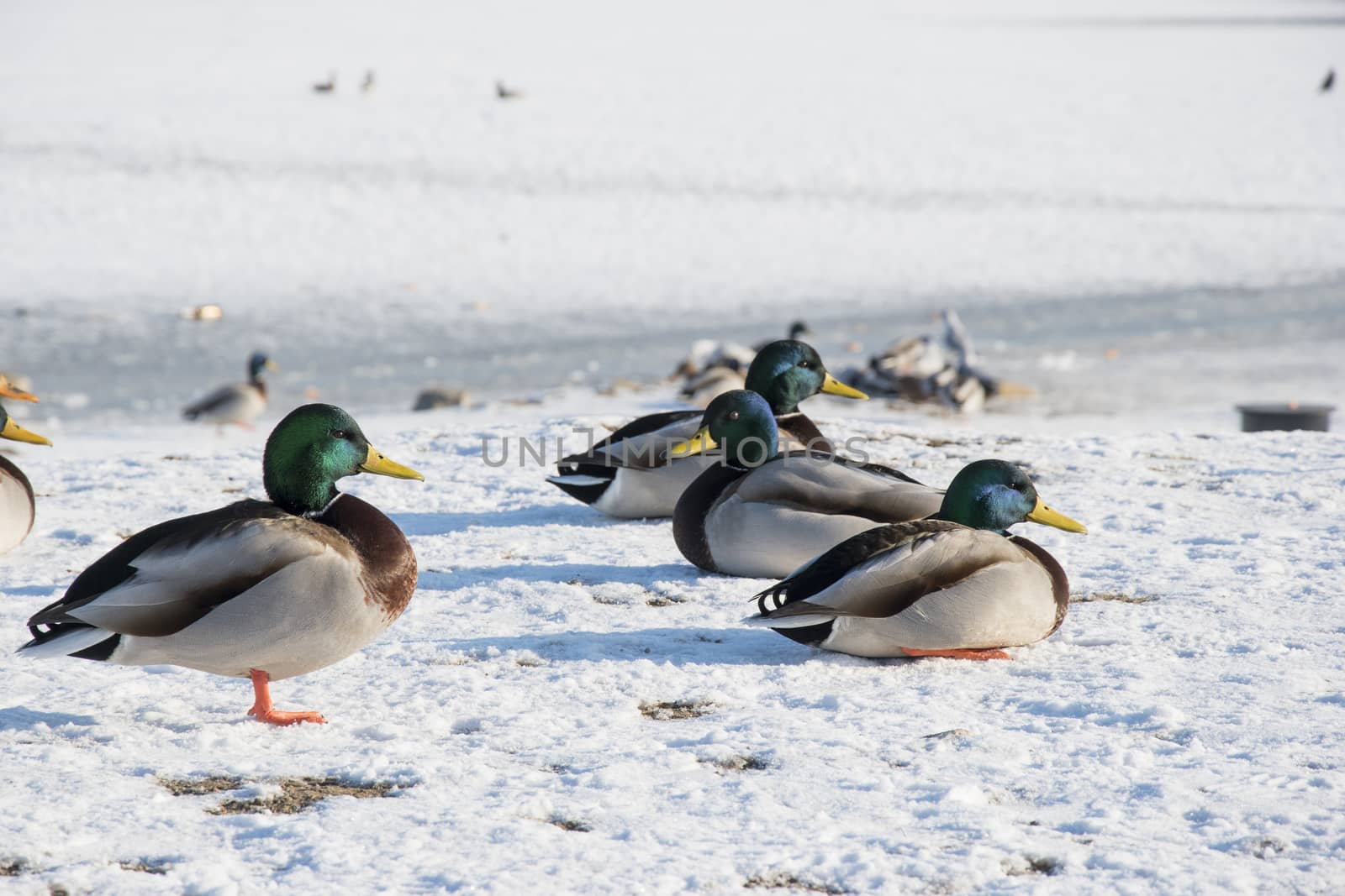 Duck on snow, ice. Wildlife of bird in winter photo 