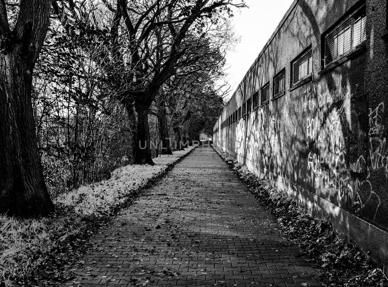 abandoned mysterious path in a park during winter. Monochrome photo
