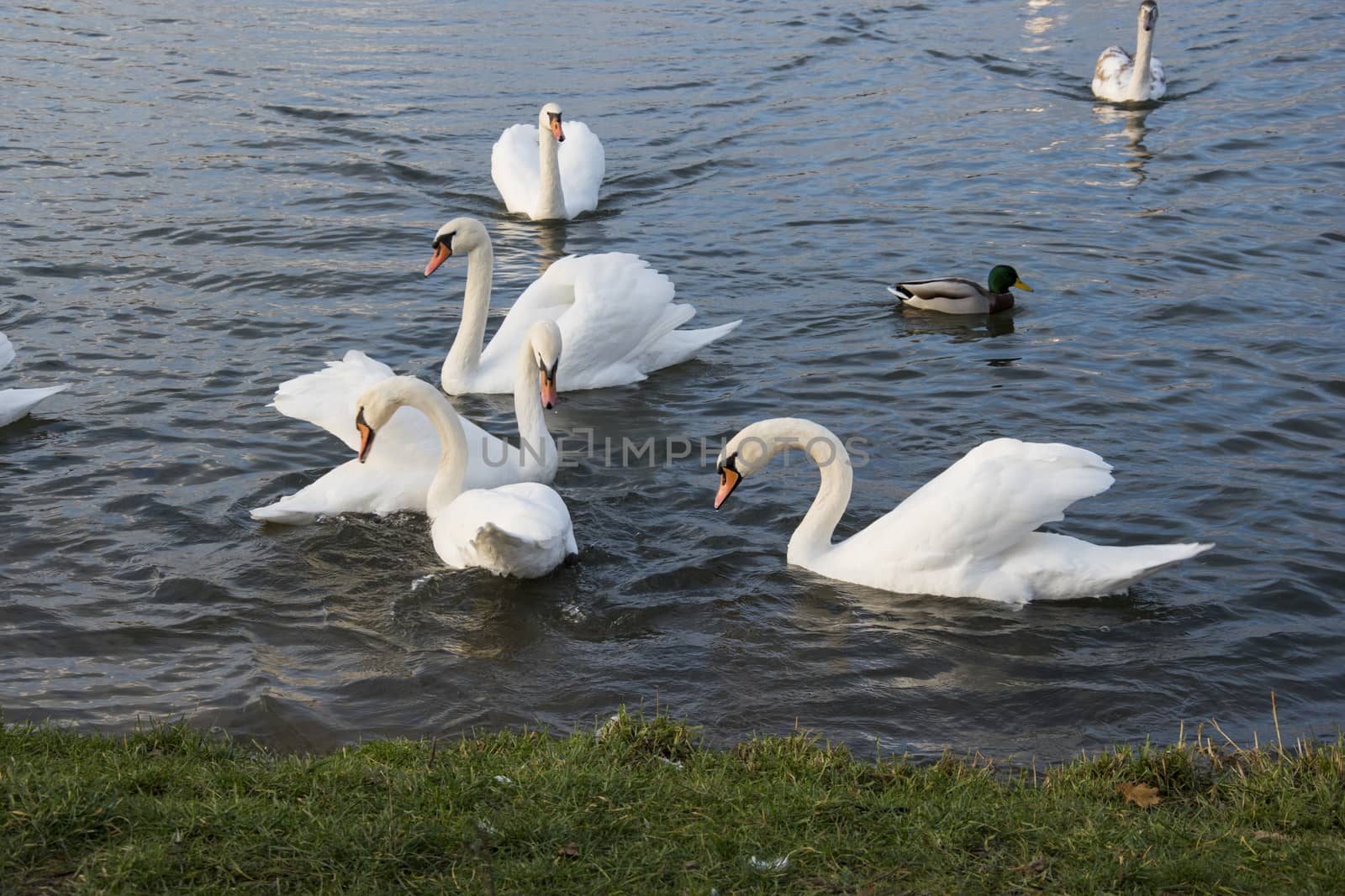 flowing  flock of swans on the river photo