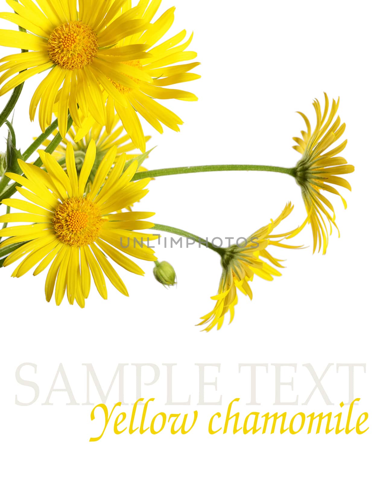Yellow chamomile isolated on white background by SvetaVo