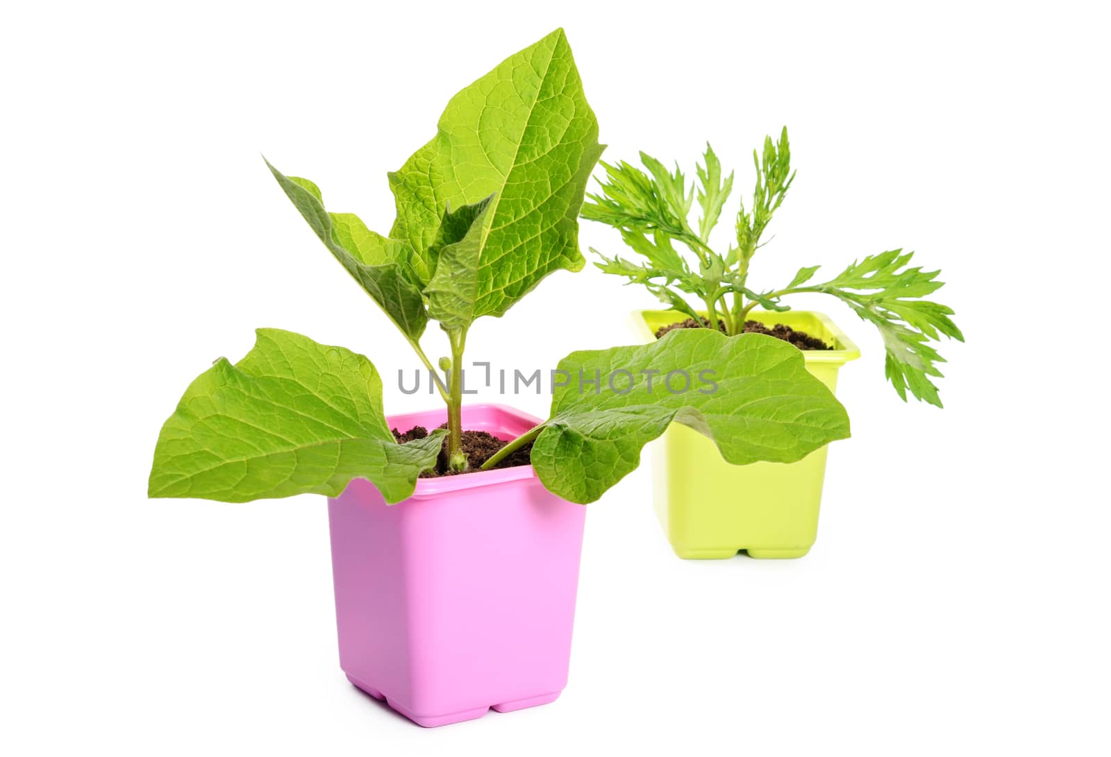 Green plant in a flower pot by SvetaVo