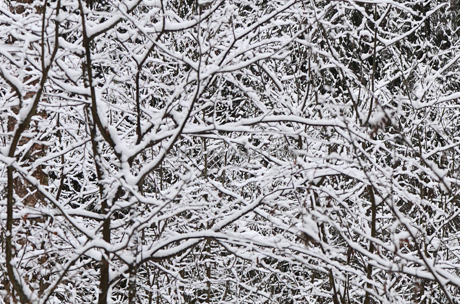 Trees in winter forest by SvetaVo