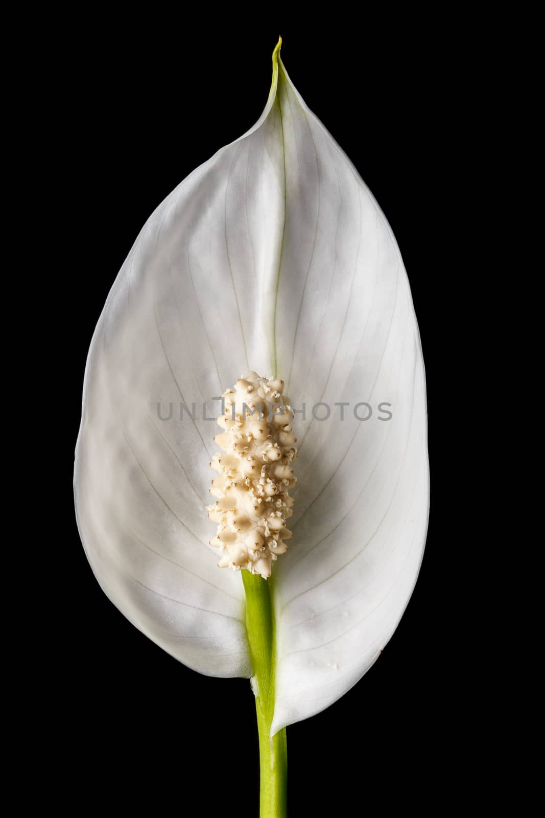 Photo of a beautiful white spring flower.