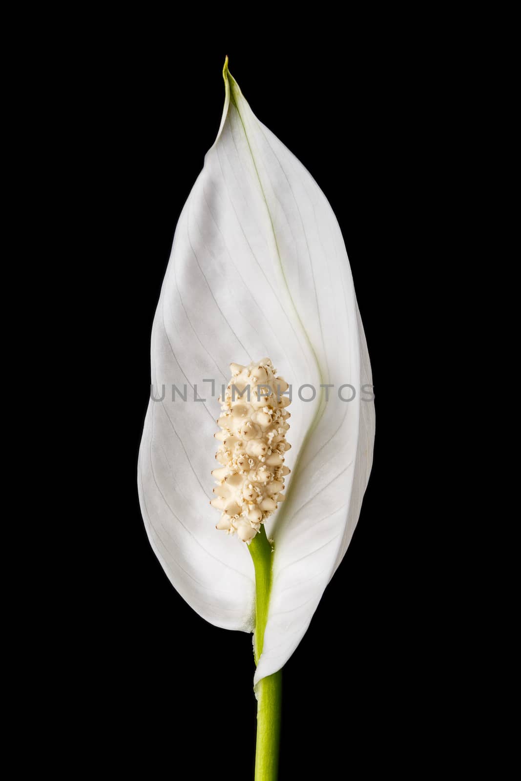 beautiful white spring flower by baronvsp