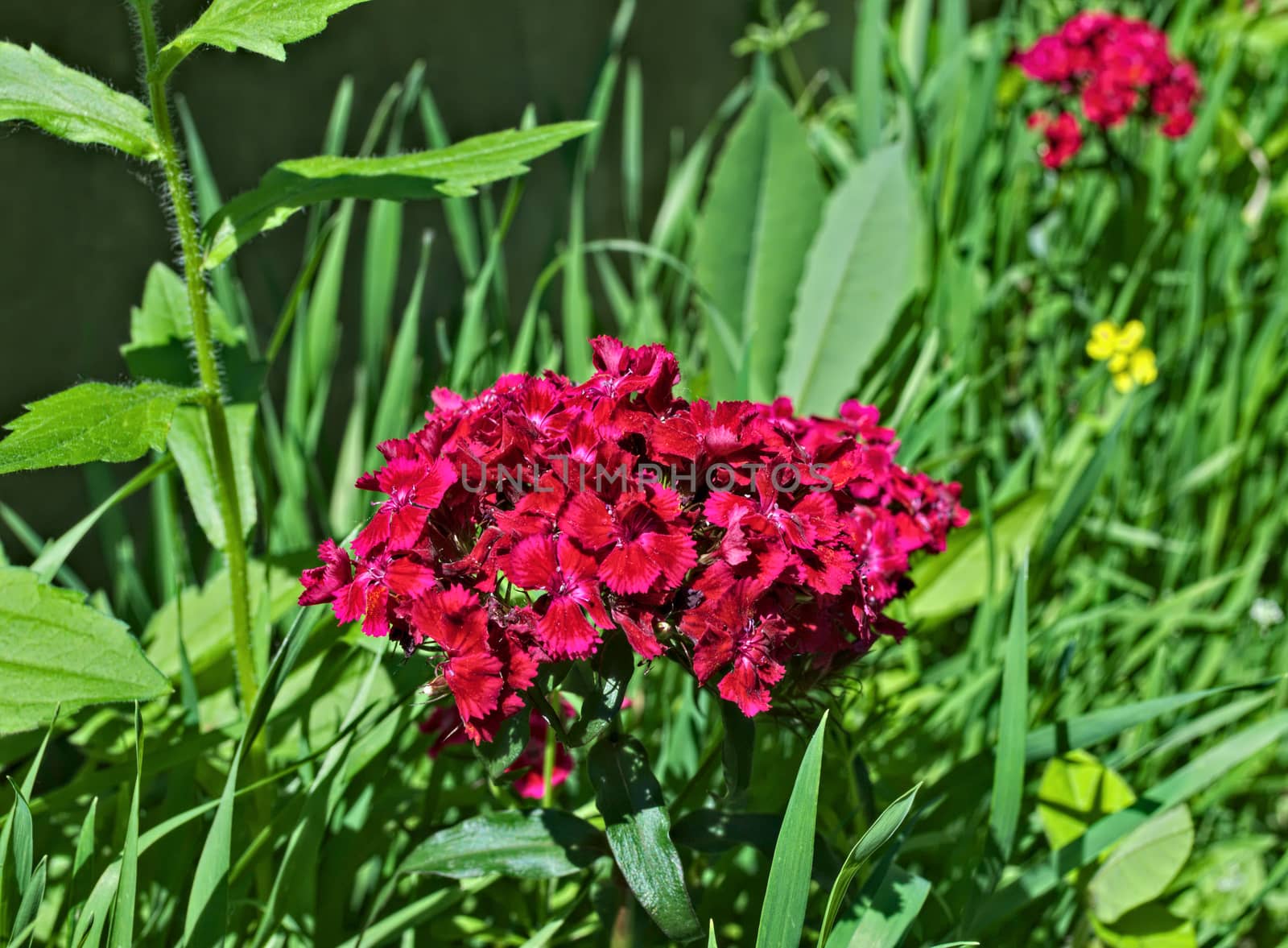 Red blooming flower in garden by sheriffkule