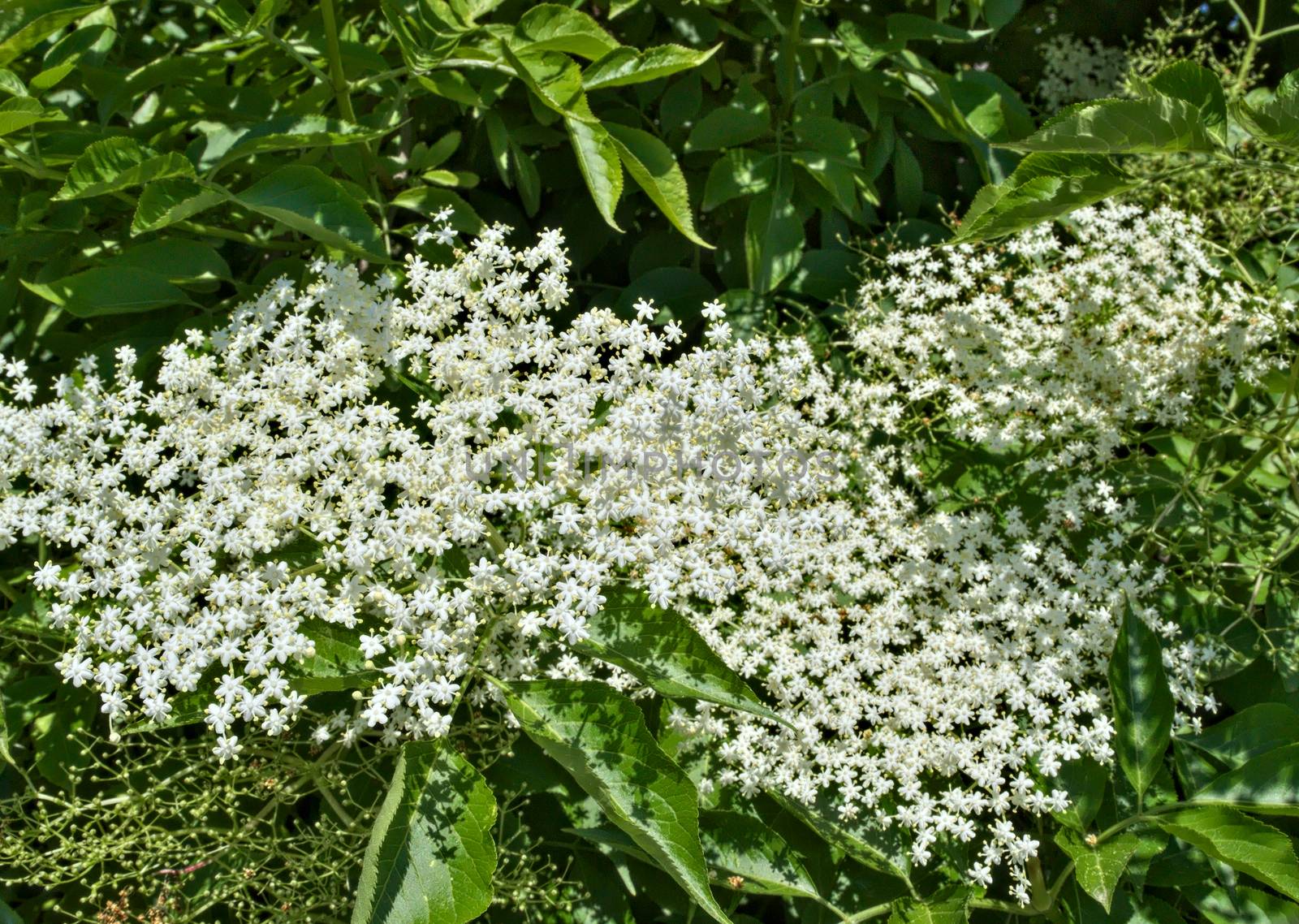 Elder blooming flowers cluster, close up by sheriffkule