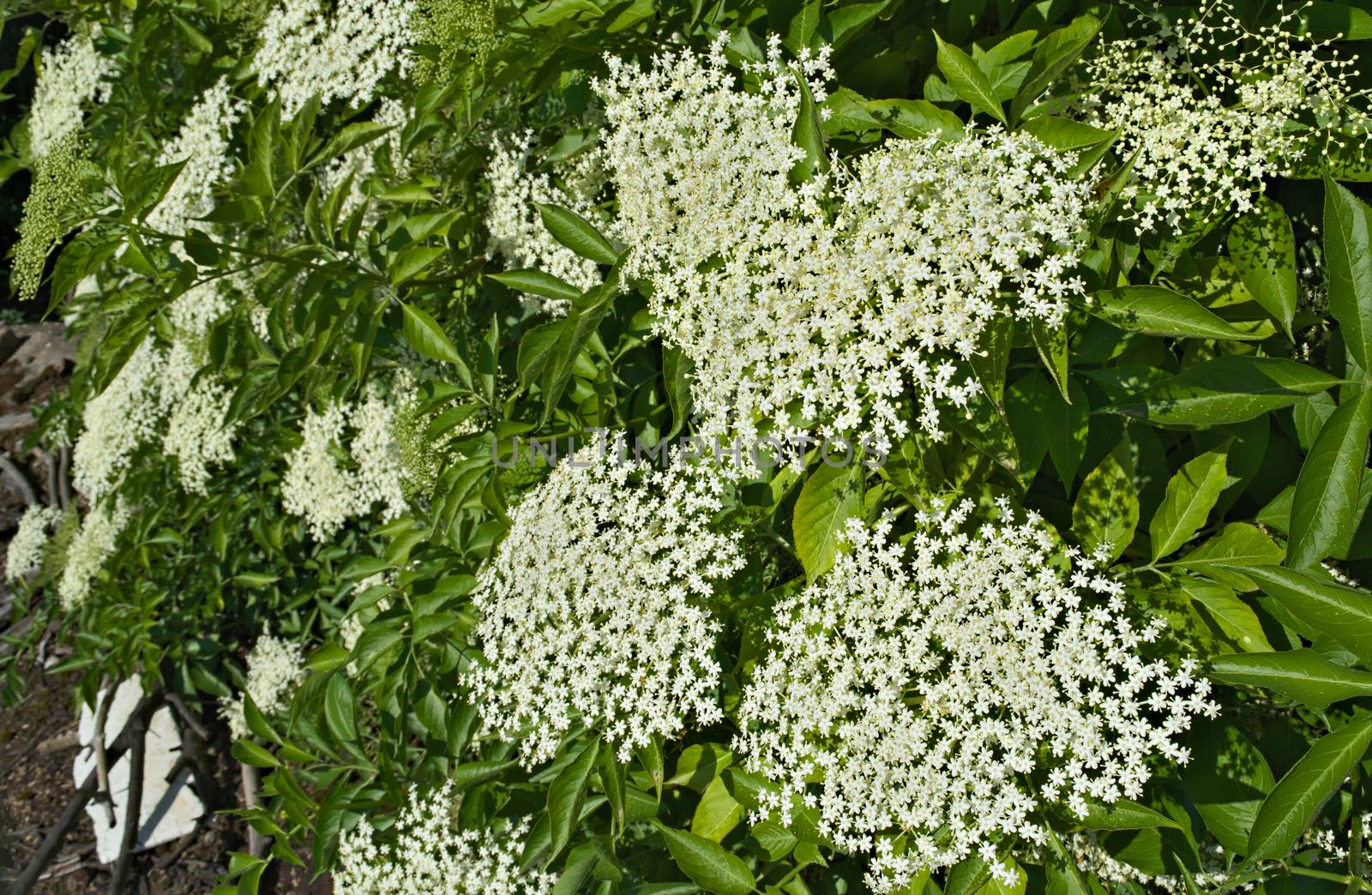 Elder blooming flowers cluster, close up