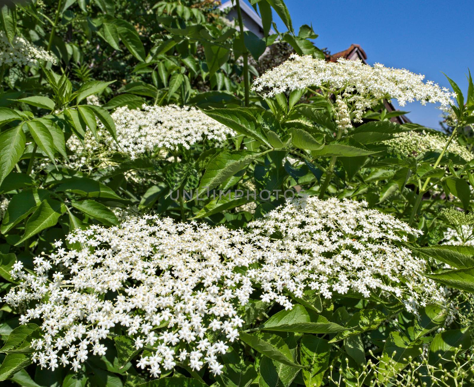 Elder blooming flowers cluster, close up by sheriffkule