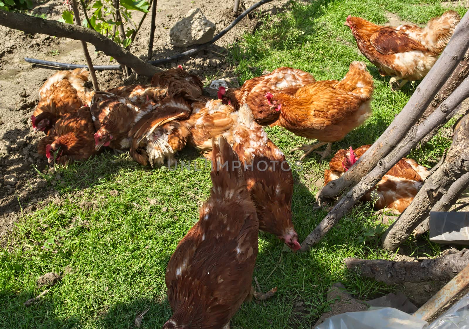 Ginger chickens having fun on spring sun