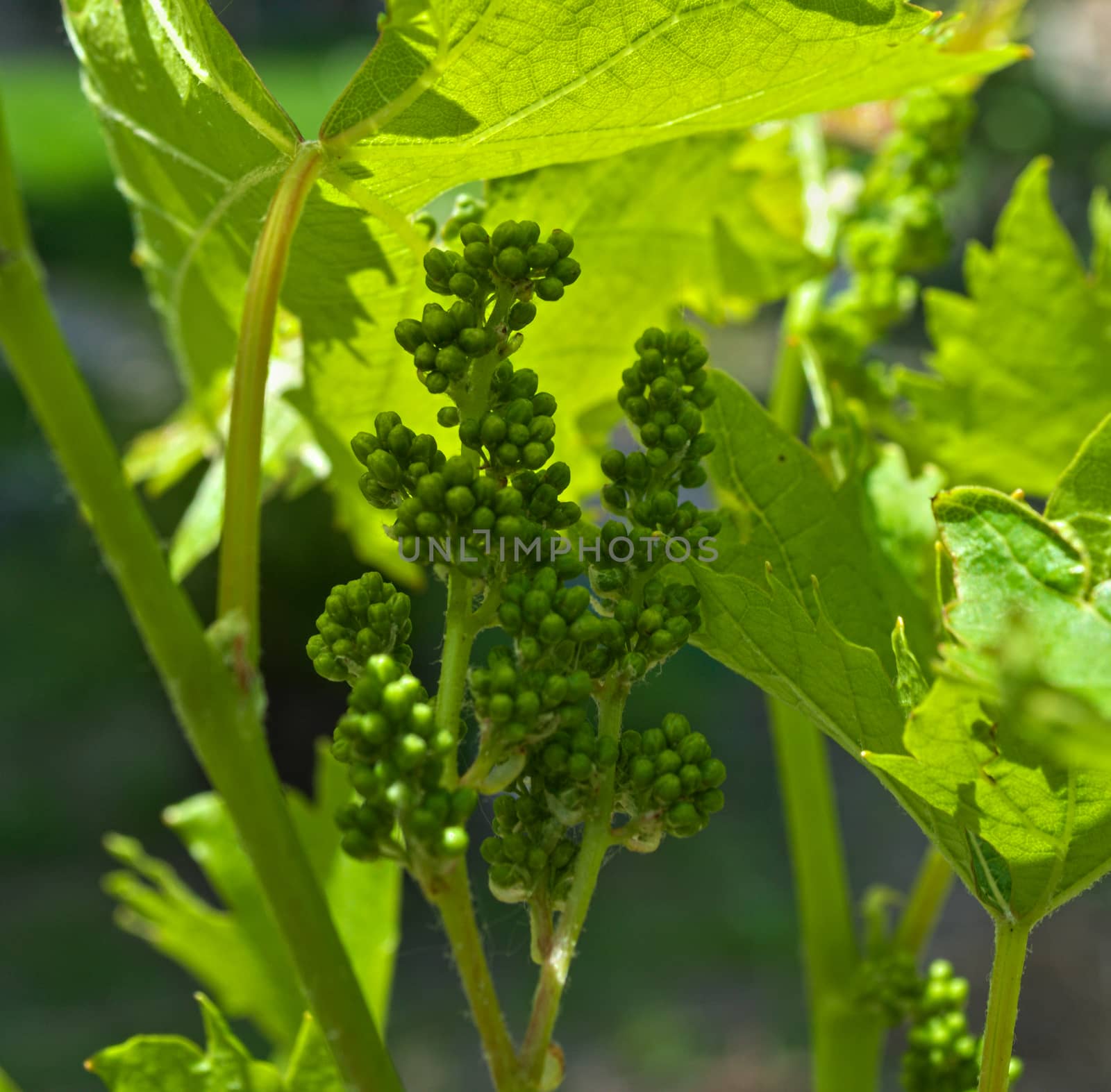 Small grapes growing on grapevine, close up by sheriffkule