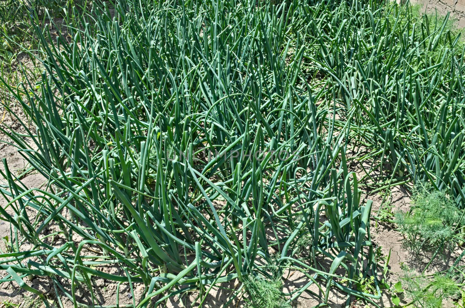 Organic onion growing in garden during spring by sheriffkule