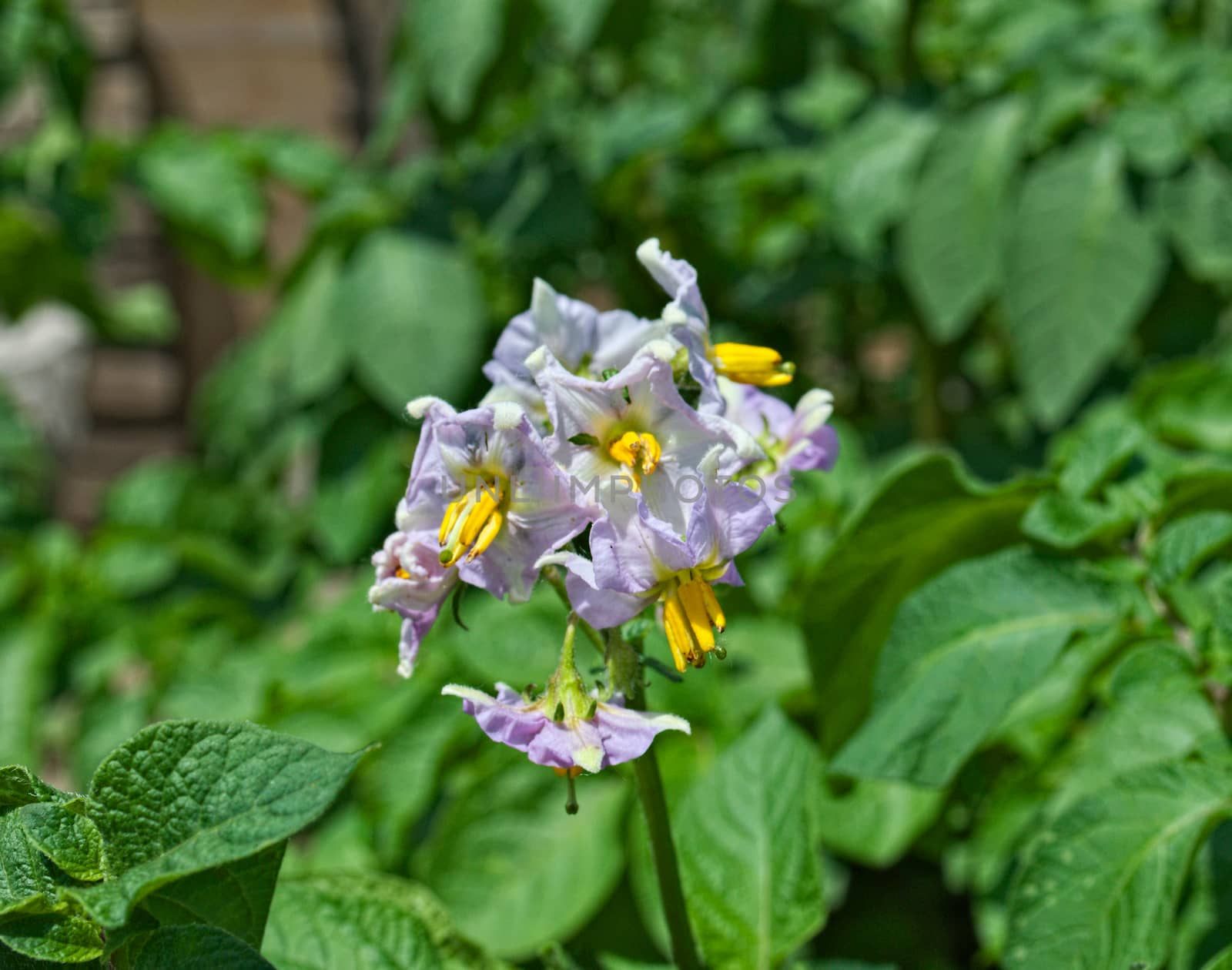 Potato blooming flower, spring time, close up by sheriffkule