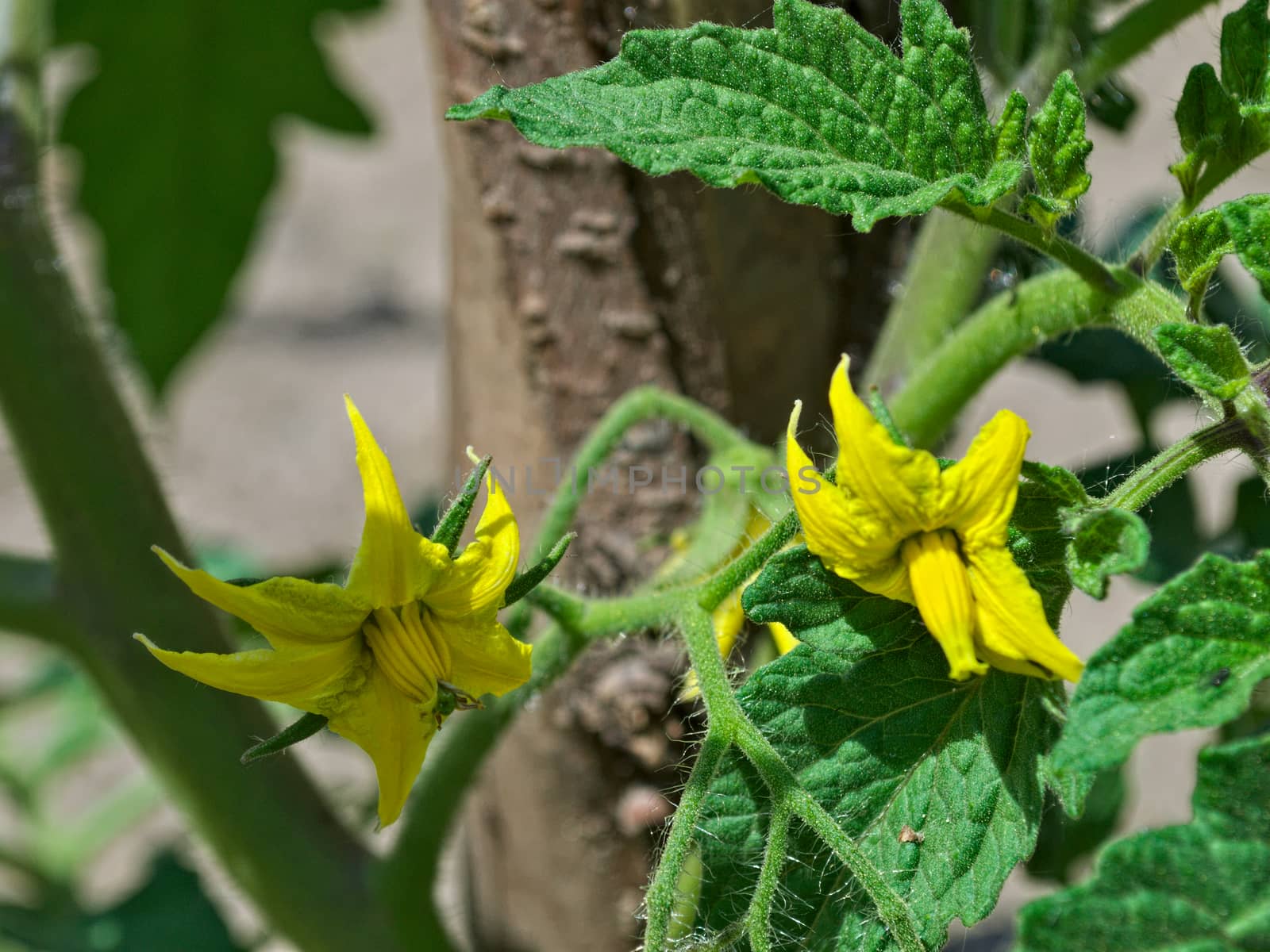 Tomato blooming flowers on spring sun