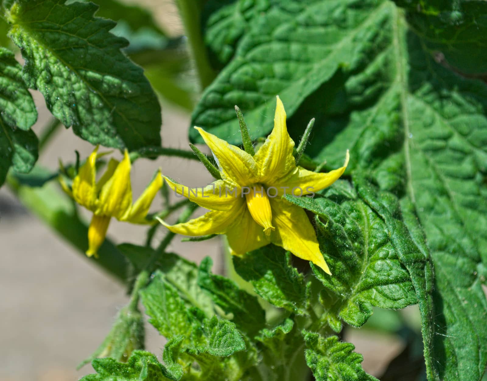 Tomato blooming flowers on spring sun