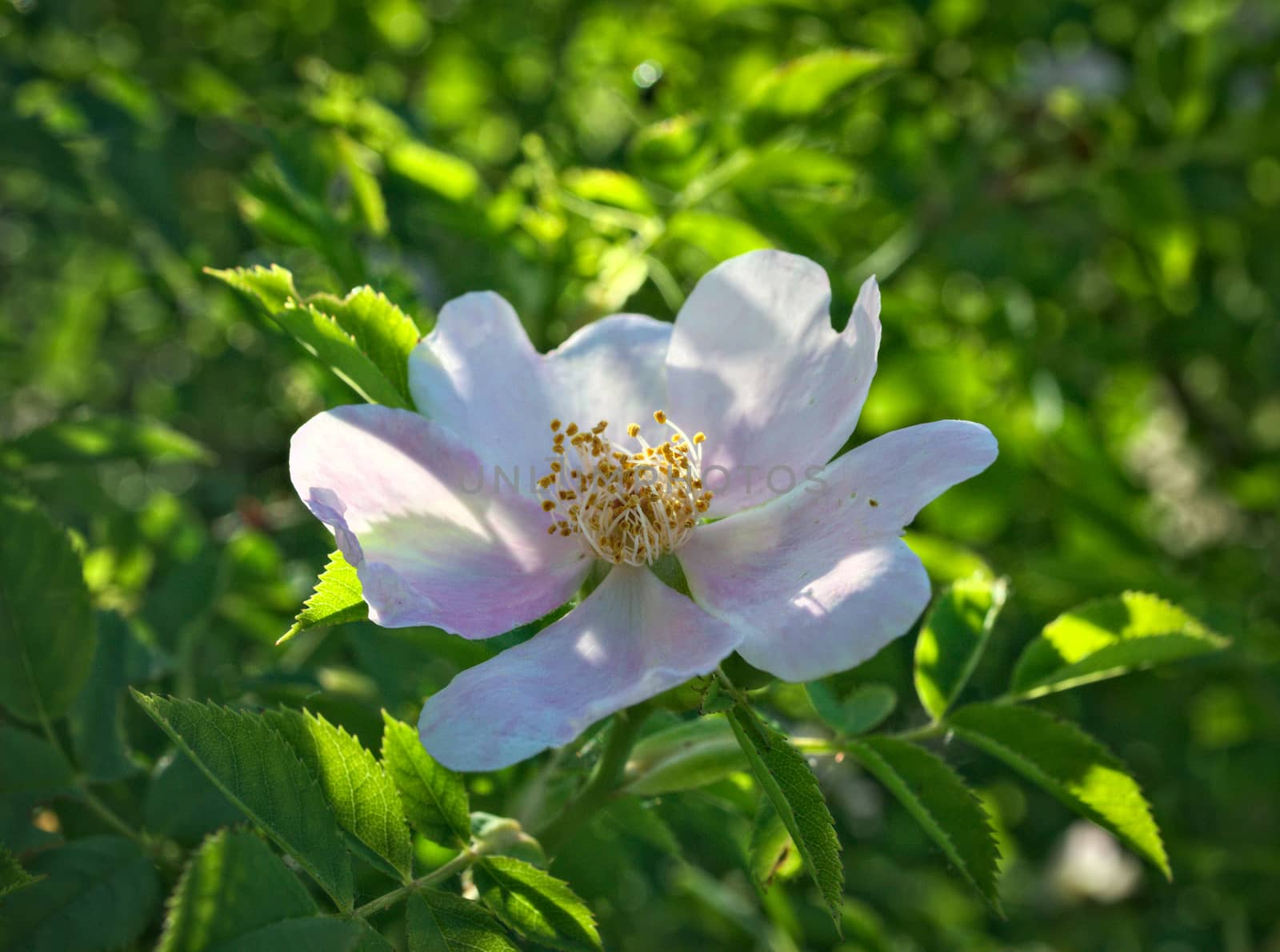 Wild rose blooming flower, close up by sheriffkule