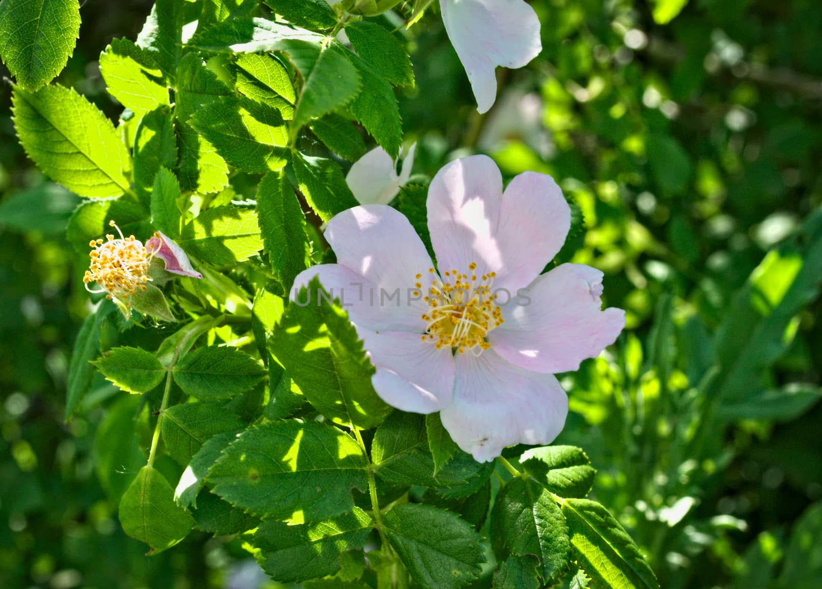 Wild rose blooming flower, close up by sheriffkule