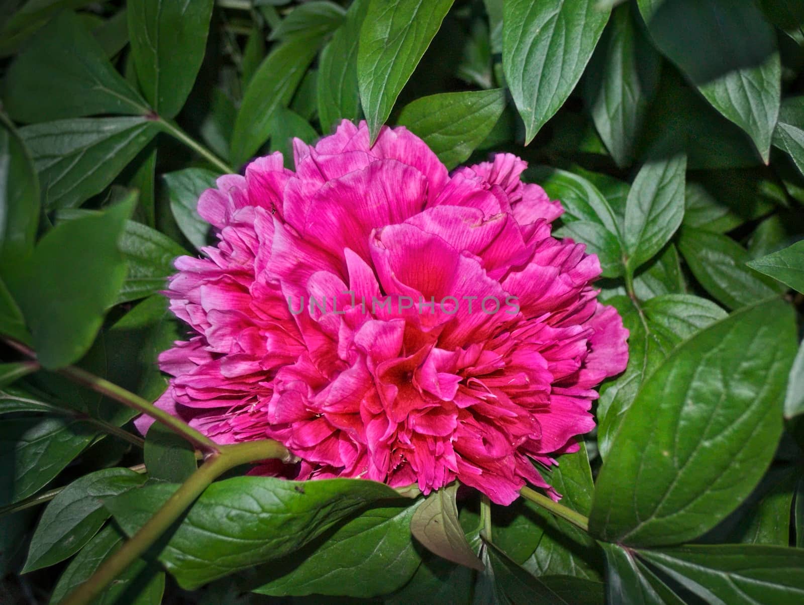 Big pink flower at night light