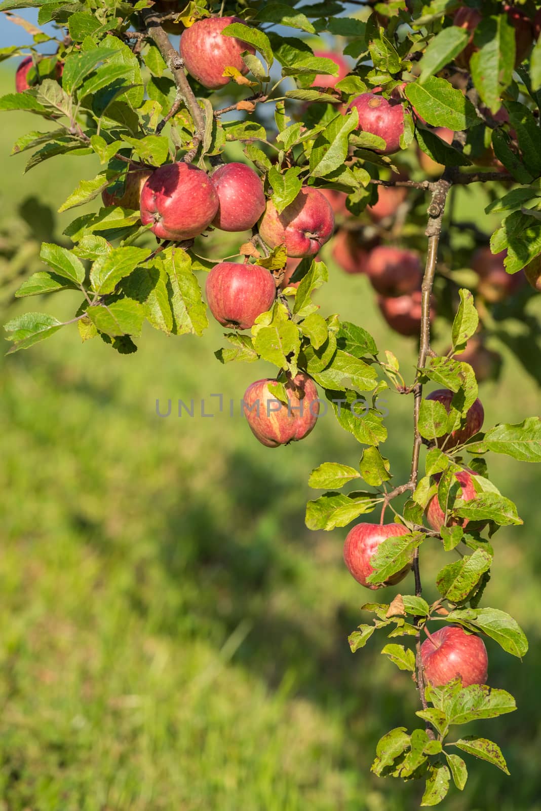 red apples in the autumn by Robertobinetti70