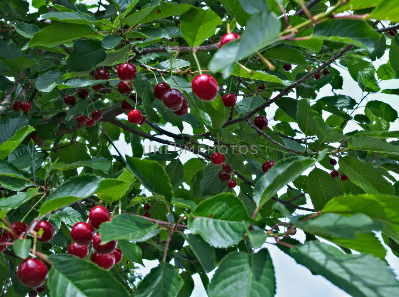 Cherries hanging from branch, ready for harvest by sheriffkule