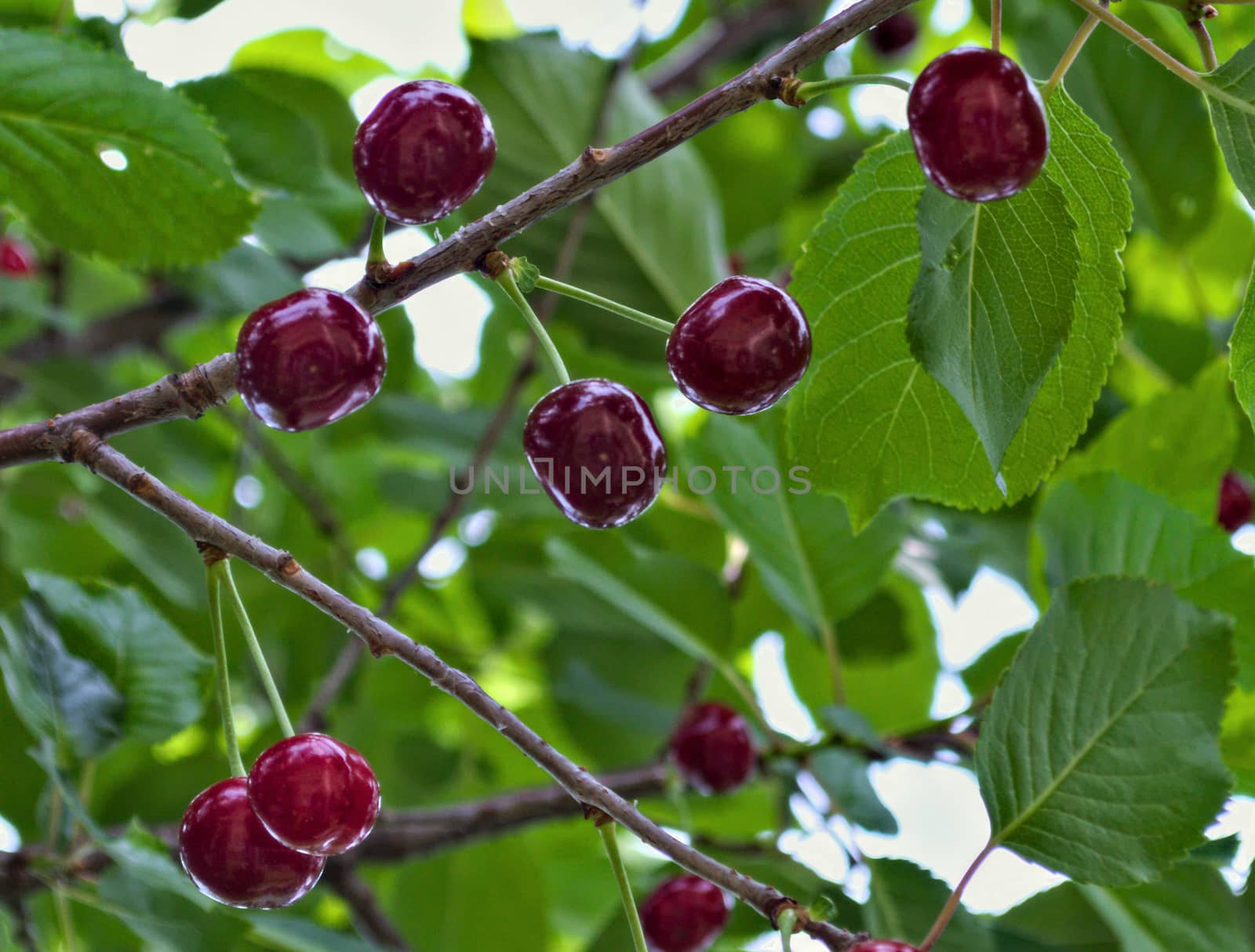 Cherries hanging from branch, ready for harvest by sheriffkule