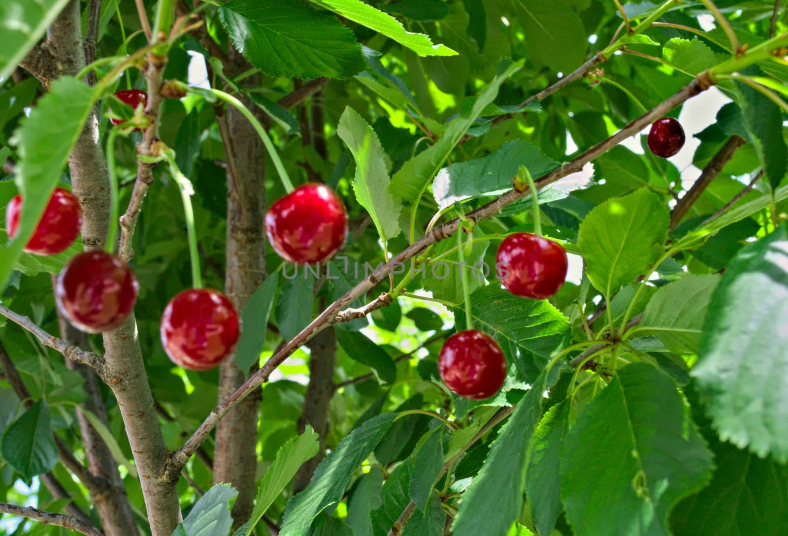 Cherries hanging from branch, ready for harvest by sheriffkule