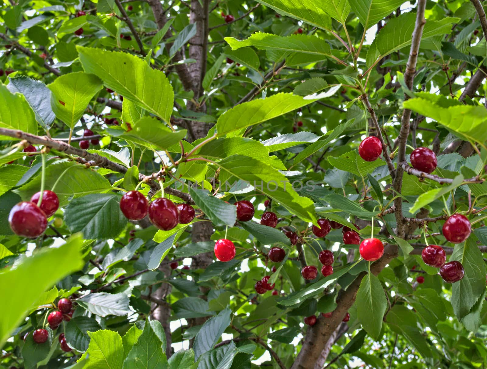 Cherries hanging from branch, ready for harvest by sheriffkule