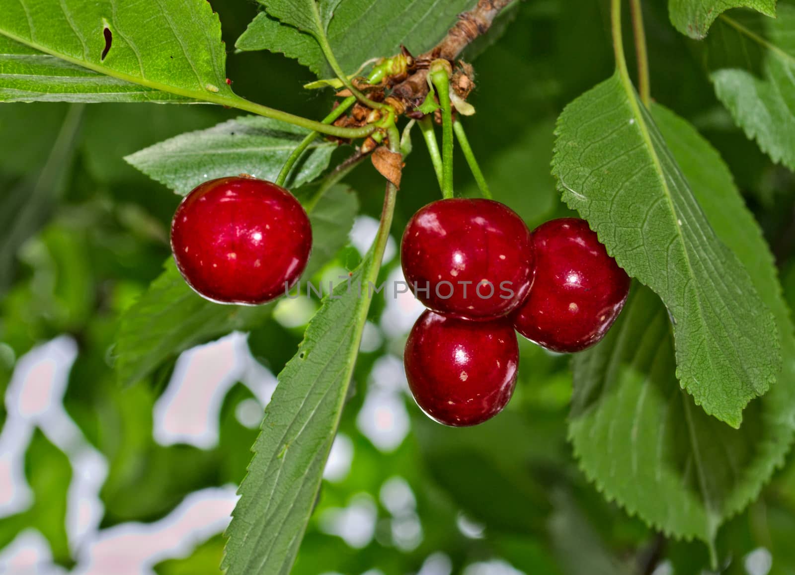 Cherries hanging from branch, ready for harvest by sheriffkule