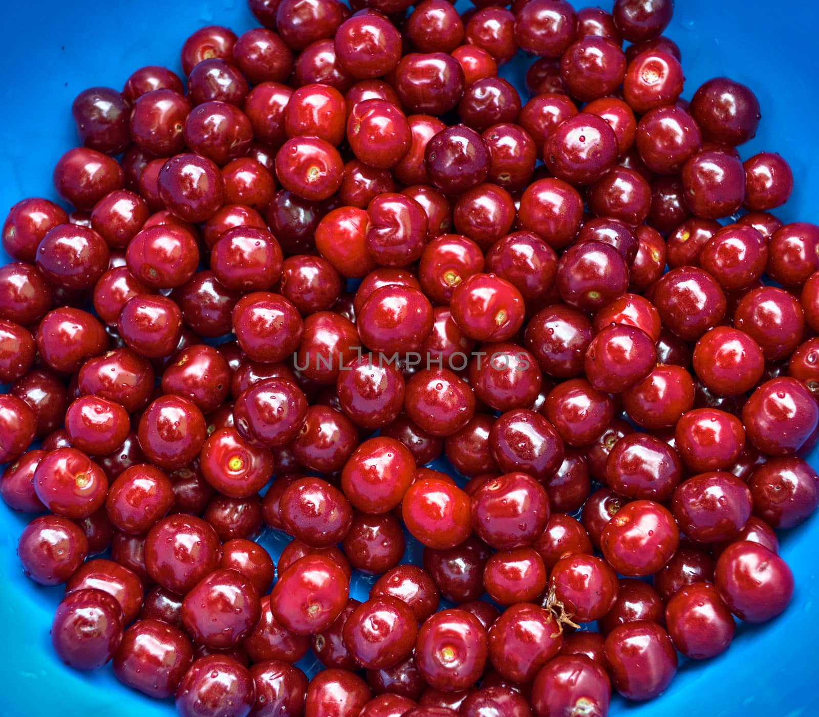 Cherries harvested, washed, and ready to eat, close up