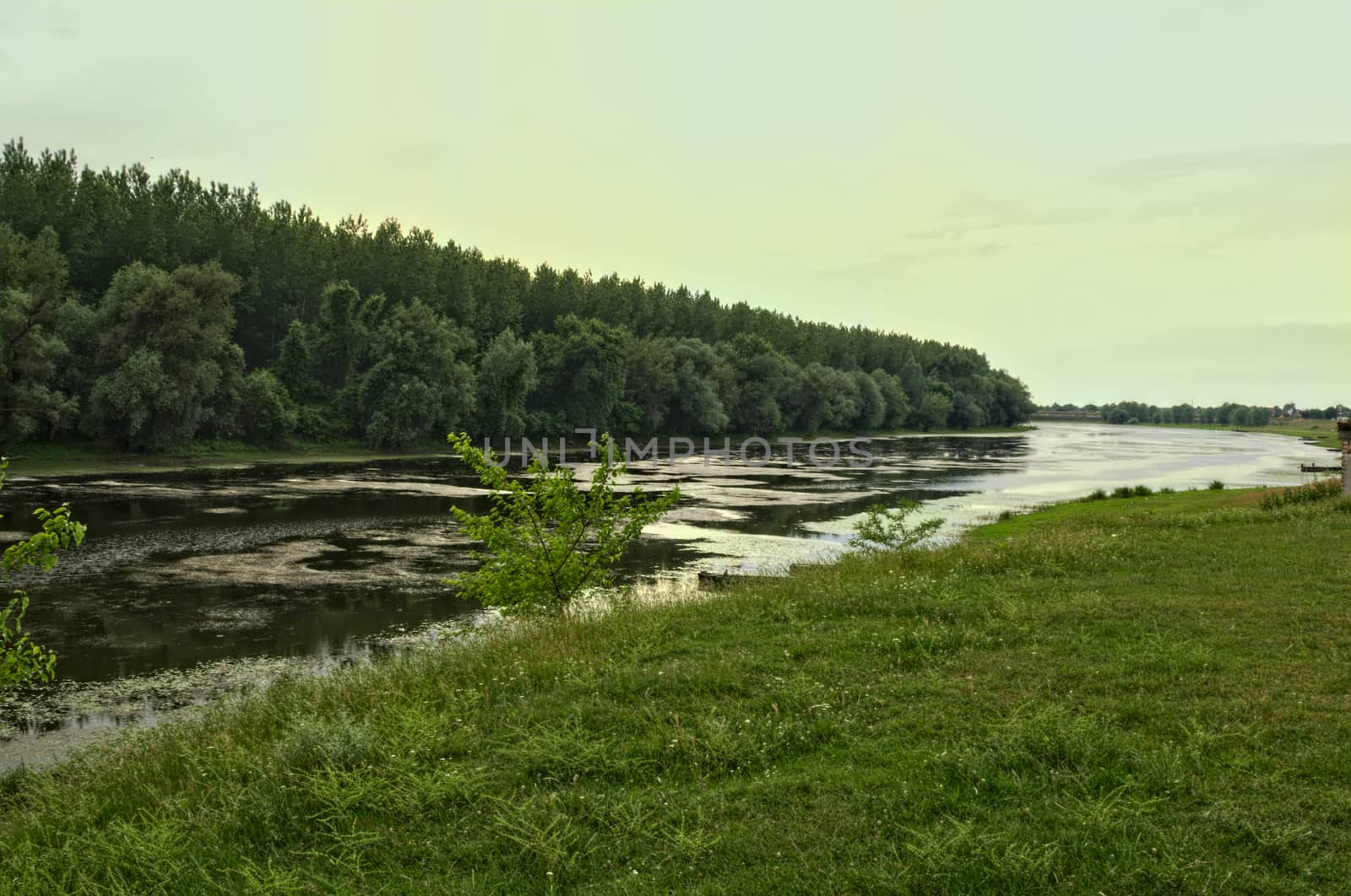 Branch of Danube, and forest at other side of river