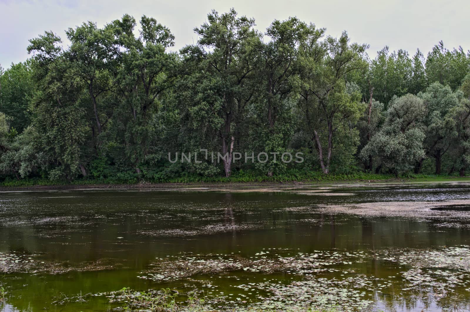 Branch of Danube, and forest at other side of river by sheriffkule