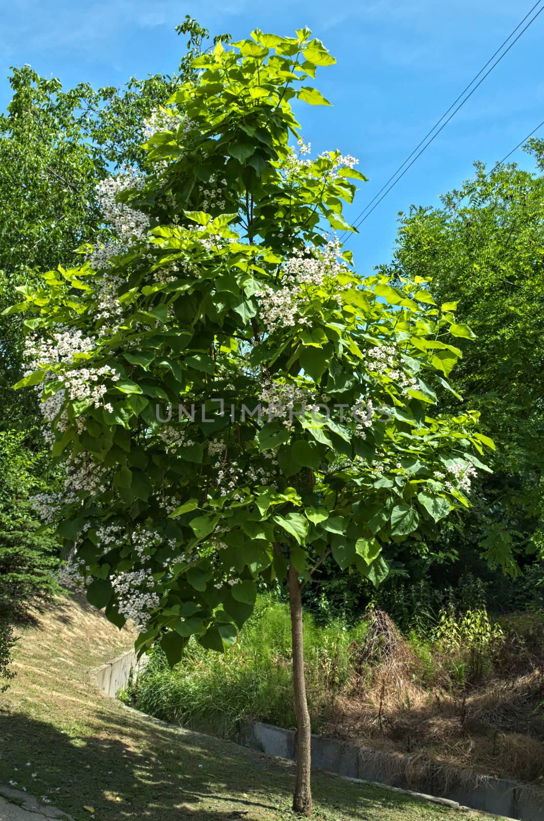 Catalpa tree blooming with big clusters of white flowers
