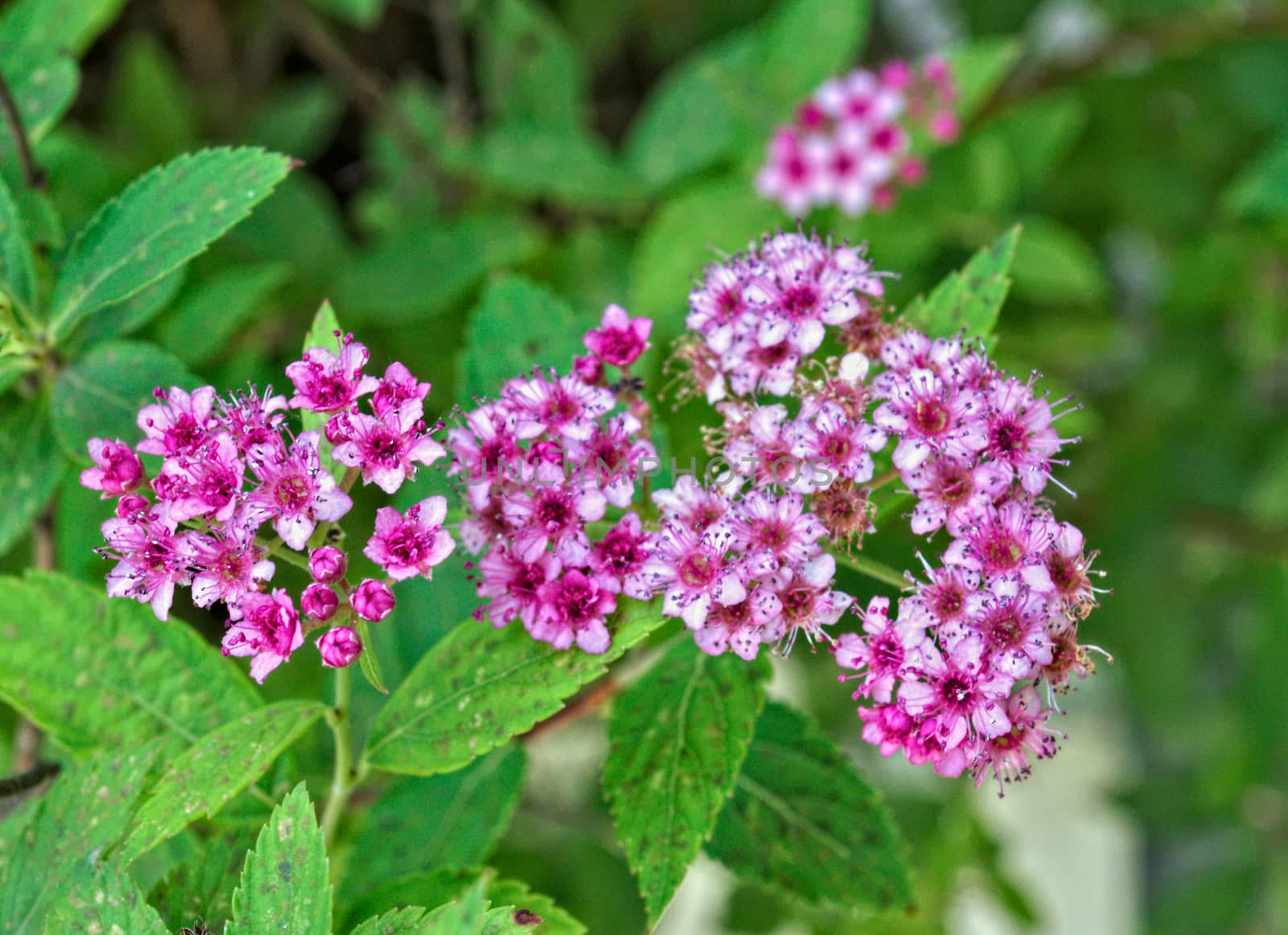 Bush blooming with small pink flowers by sheriffkule