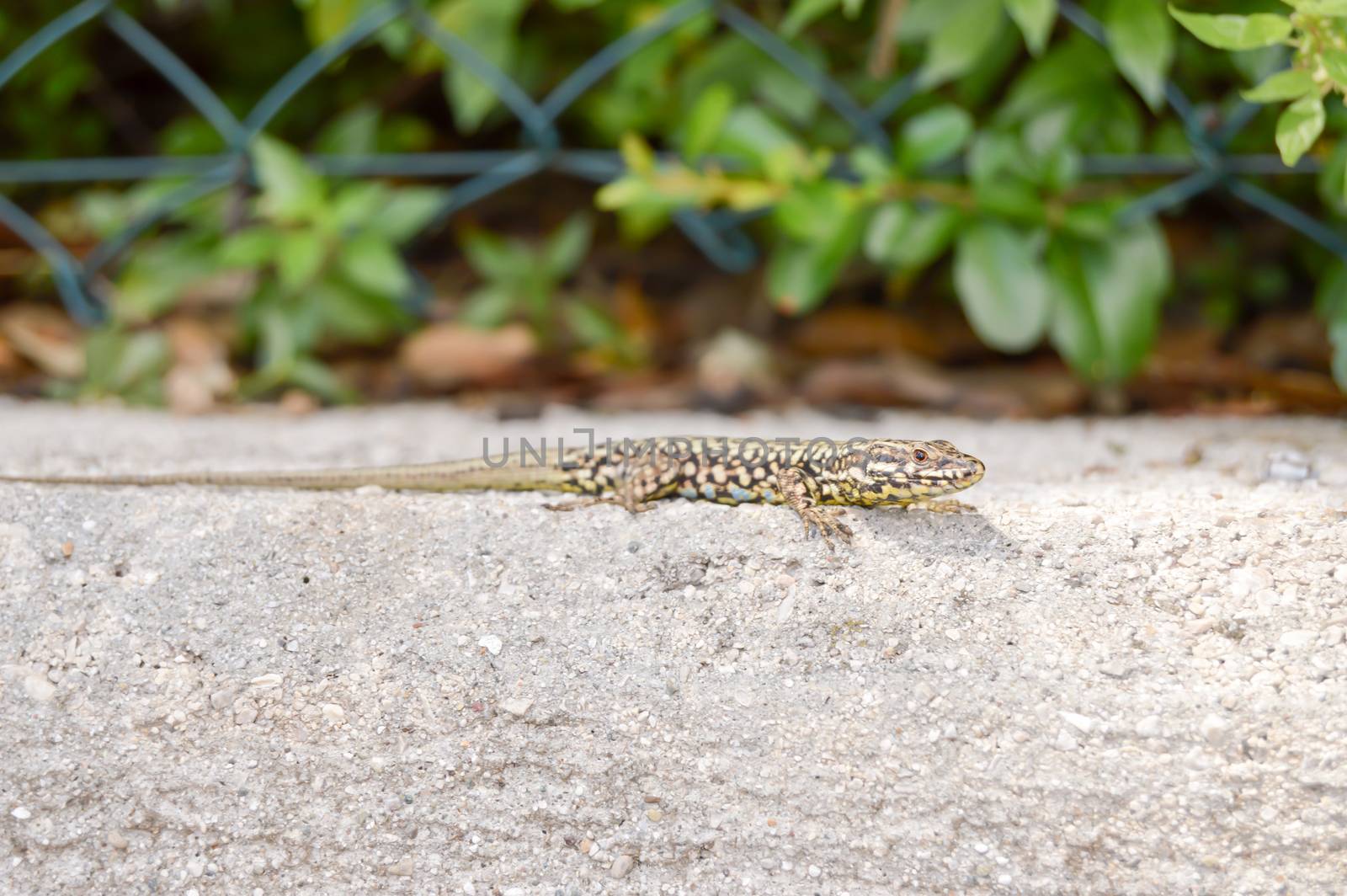 Small lizard that takes the sun on a low wall in the city of Limone in Italy