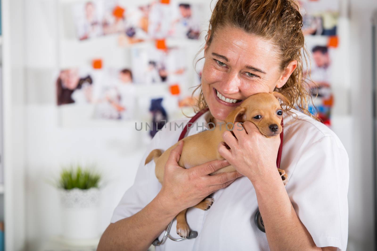 Veterinarian with a Chihuahua puppy undergoing medical checkup