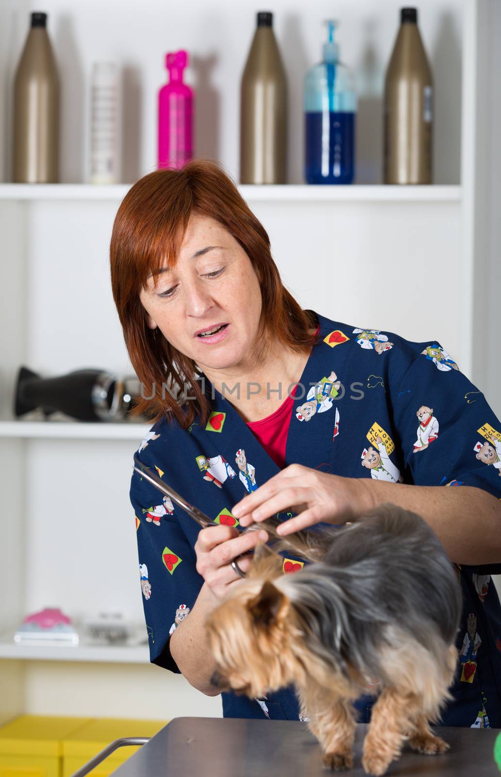 Canine hairdresser by 135pixels